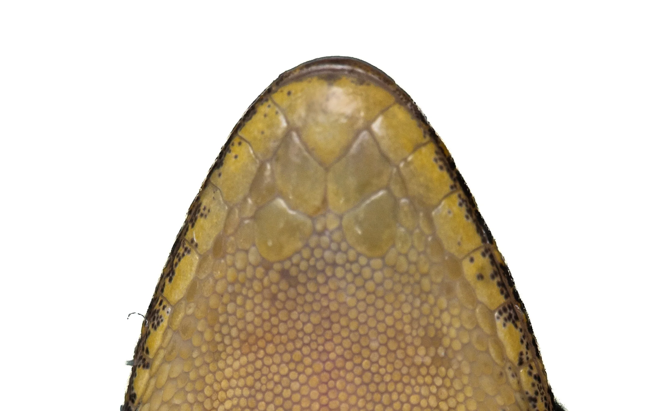 GARNOT'S GECKO - Hemidactylus garnotii