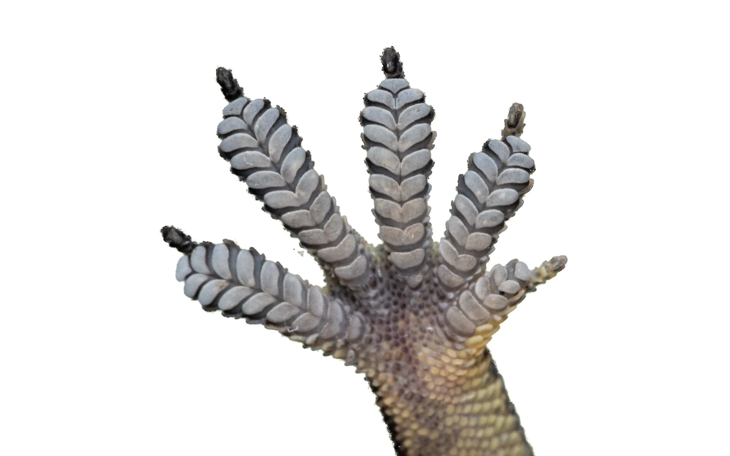 GARNOT'S GECKO - Hemidactylus garnotii