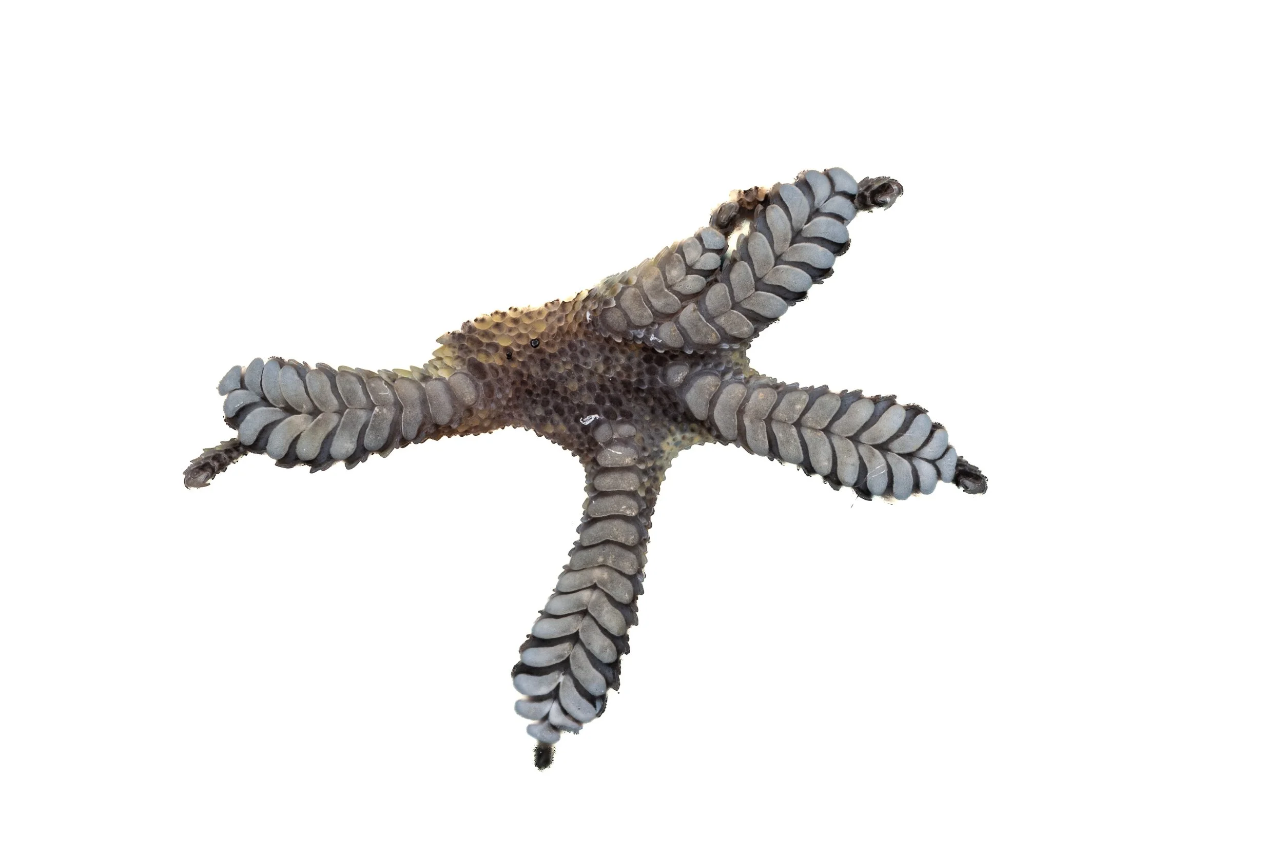 GARNOT'S GECKO - Hemidactylus garnotii