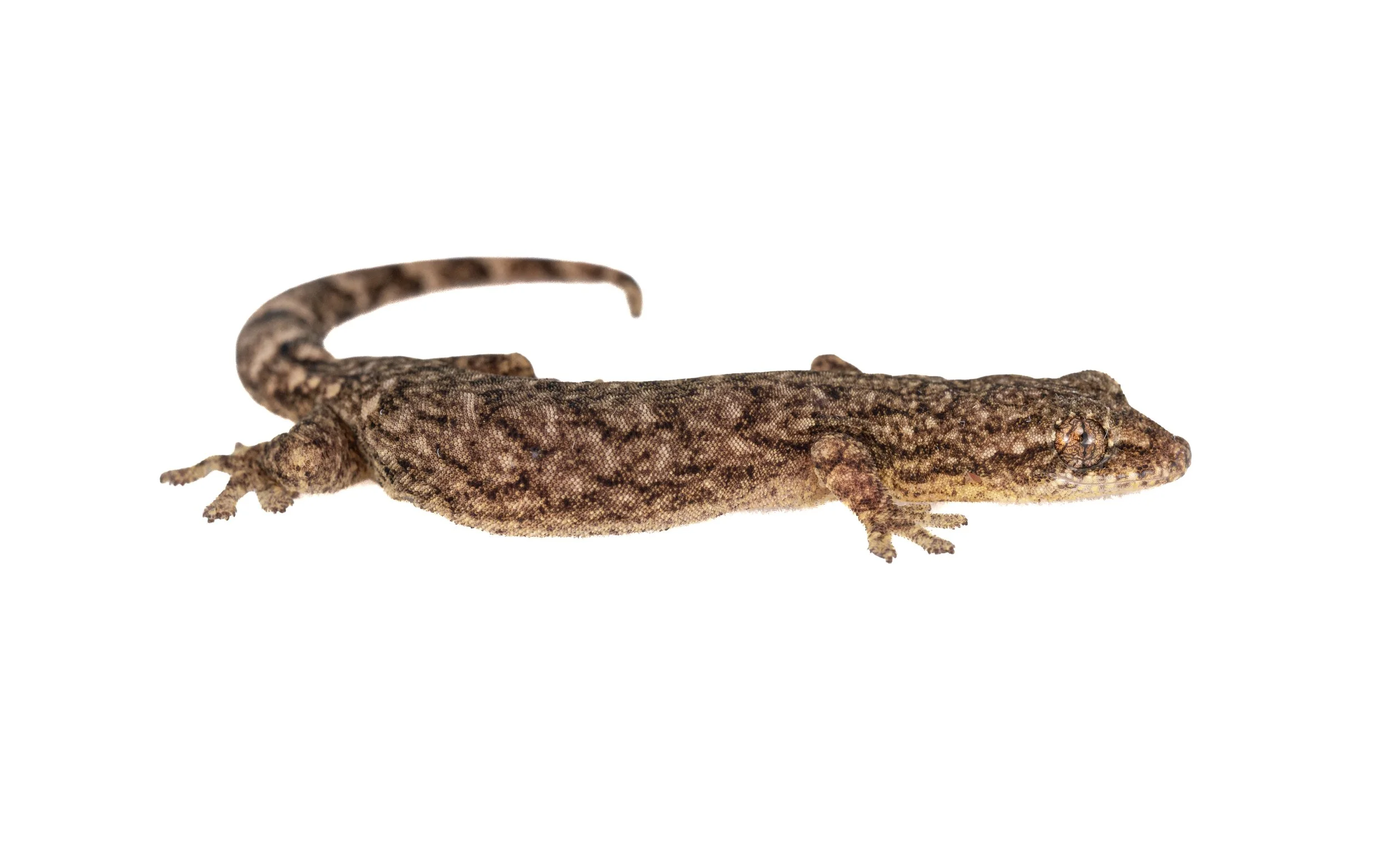 HONG KONG TREE GECKO - Hemiphyllodactylus hongkongensis