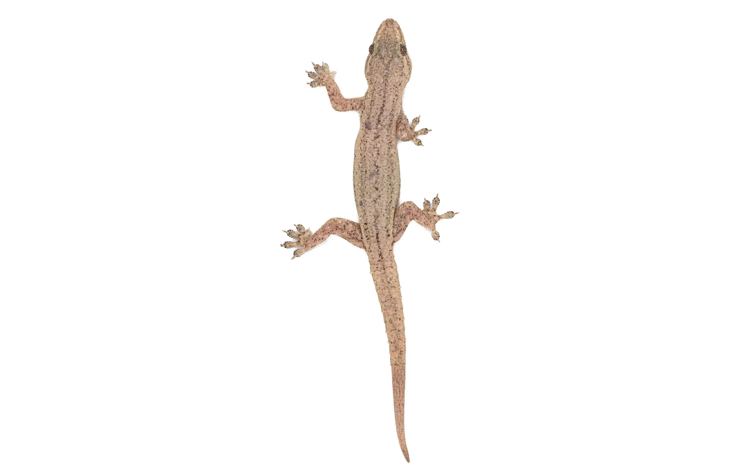HOUSE GECKO - Hemidactylus frenatus