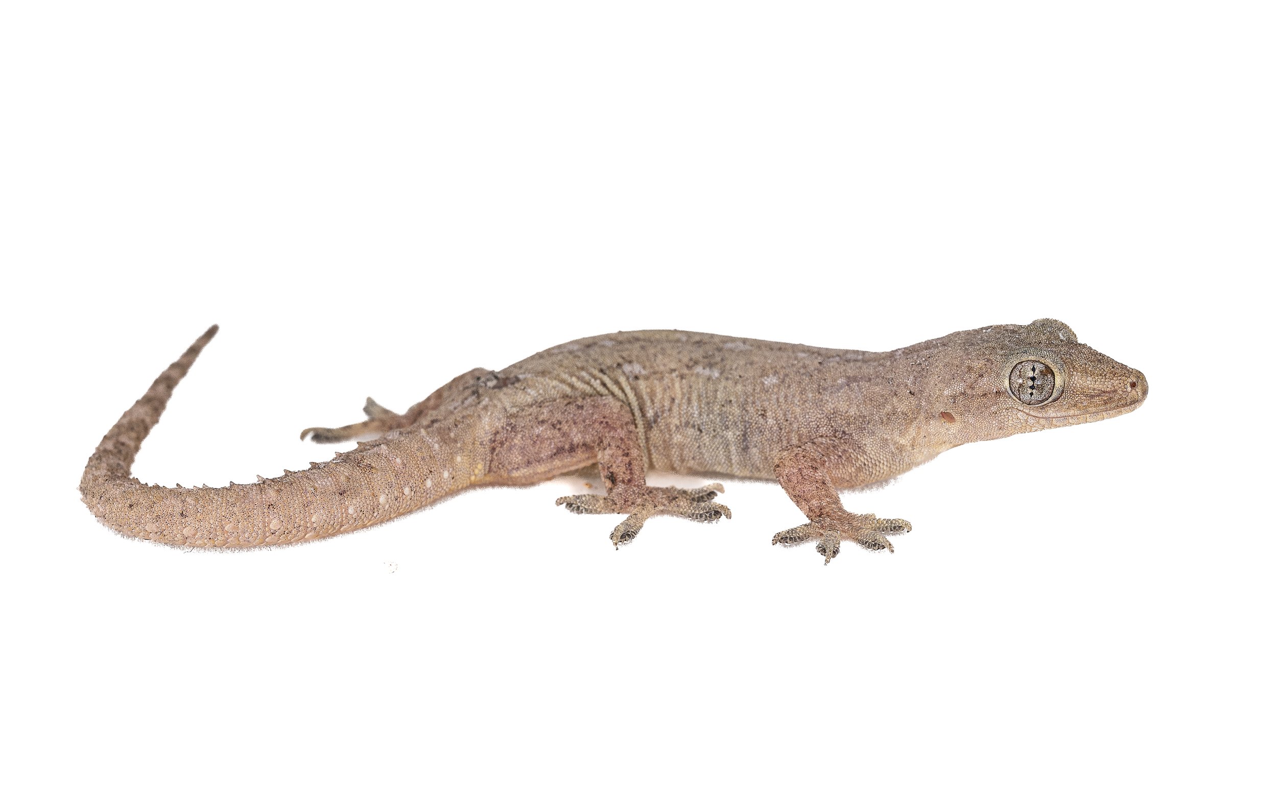 HOUSE GECKO - Hemidactylus frenatus