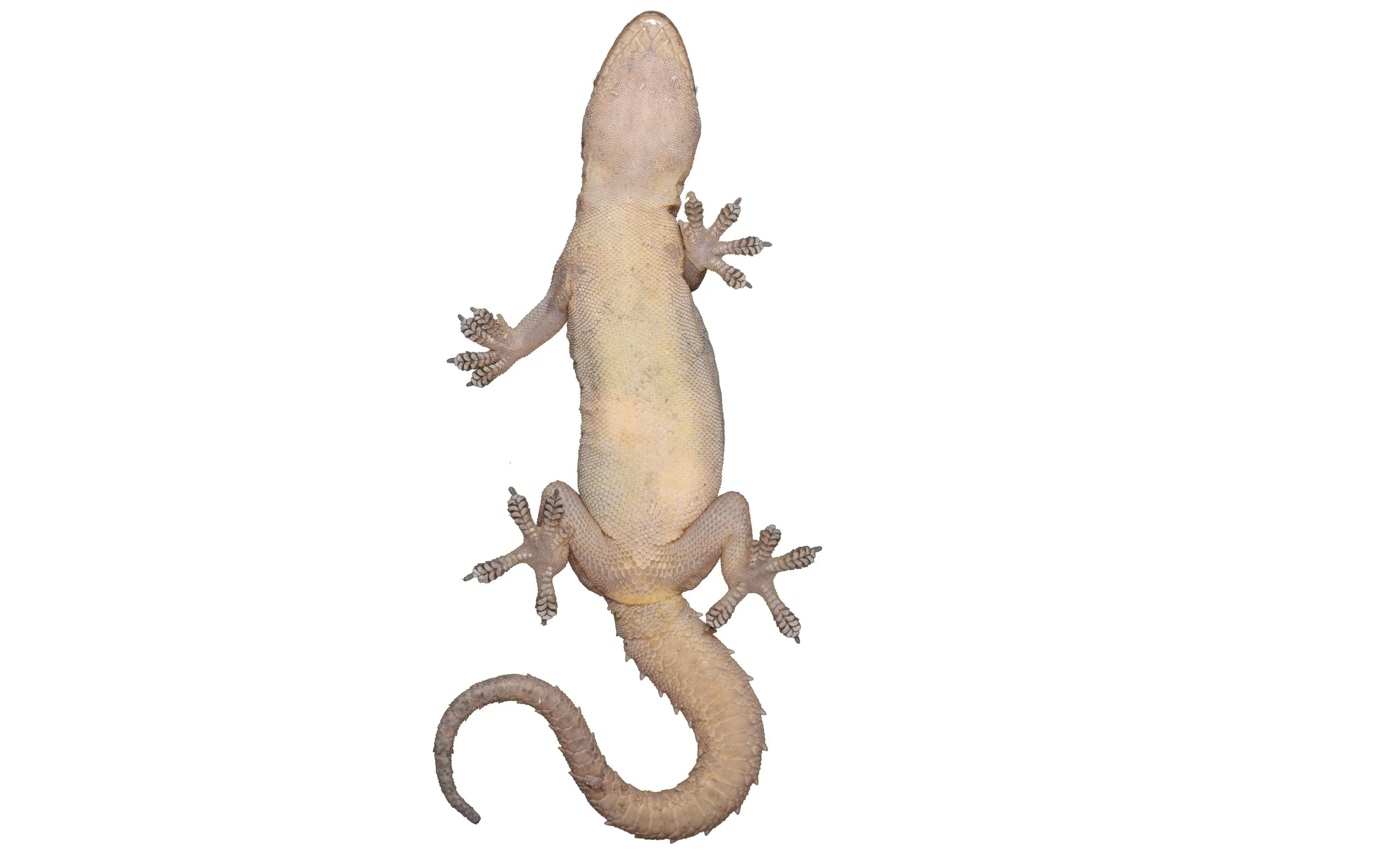 HOUSE GECKO - Hemidactylus frenatus