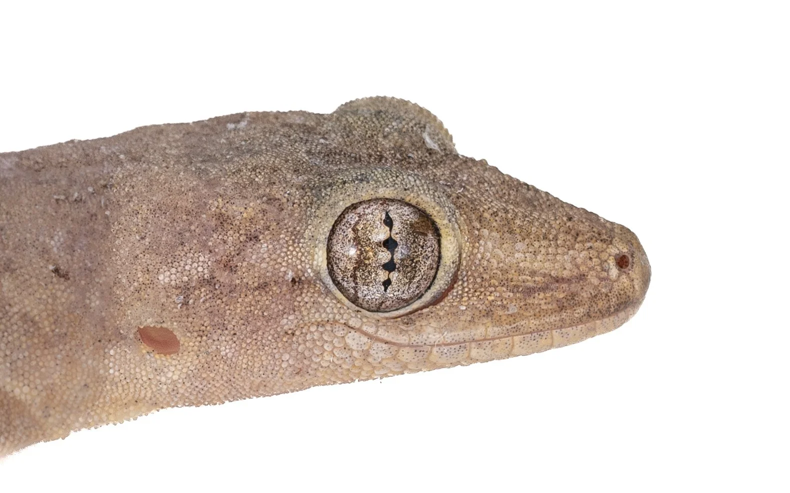 HOUSE GECKO - Hemidactylus frenatus