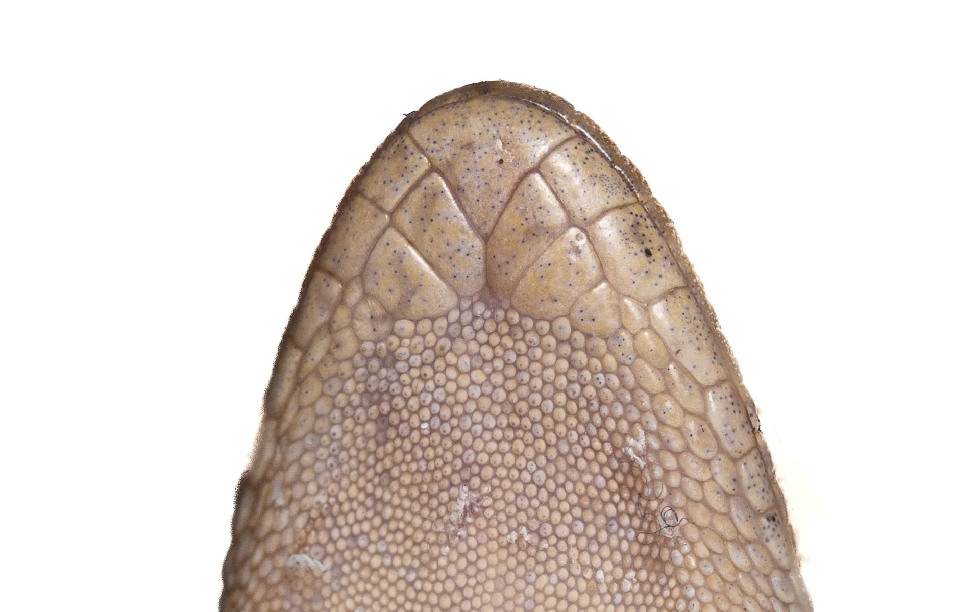 HOUSE GECKO - Hemidactylus frenatus