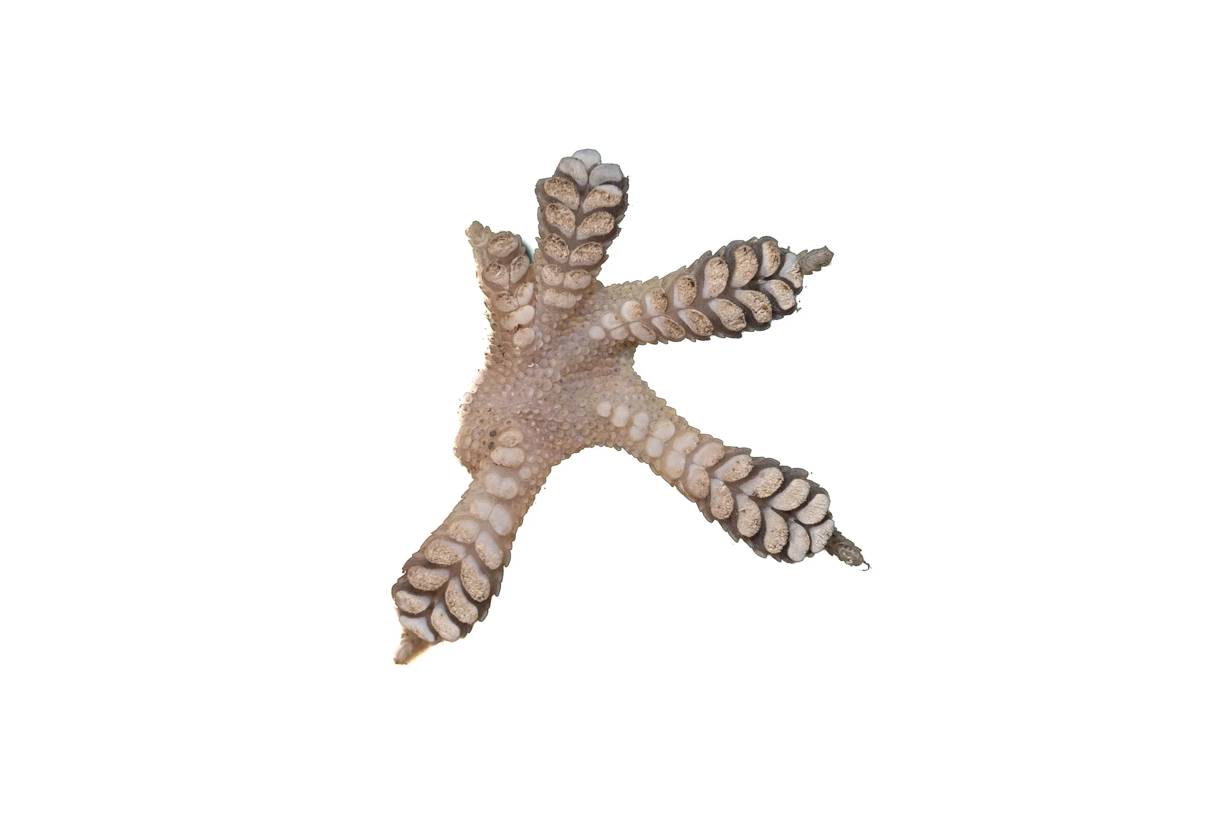 HOUSE GECKO - Hemidactylus frenatus
