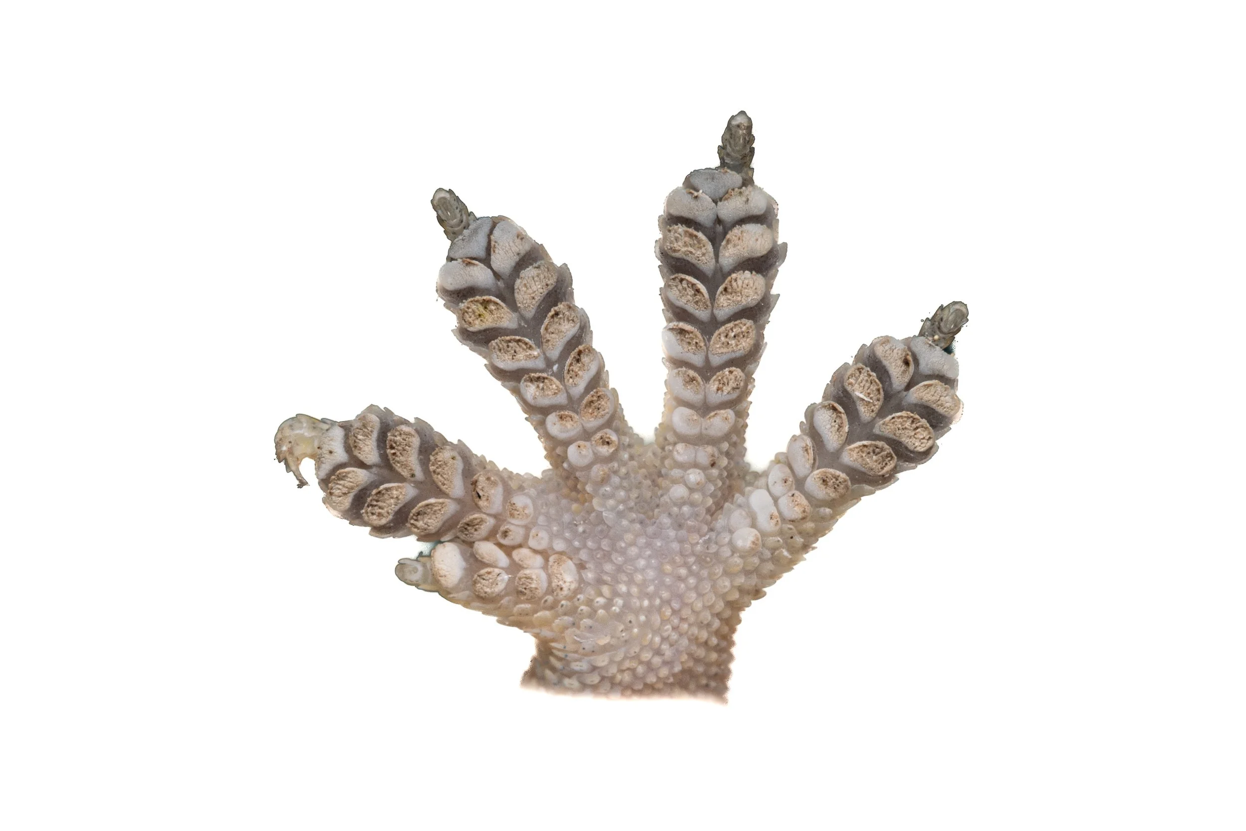 HOUSE GECKO - Hemidactylus frenatus