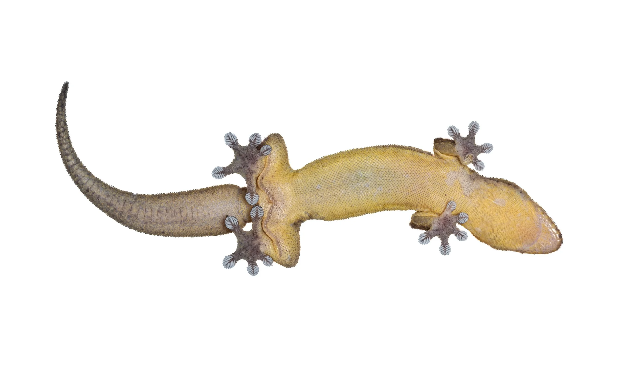 Four-clawed Gecko - Gehyra mutilata