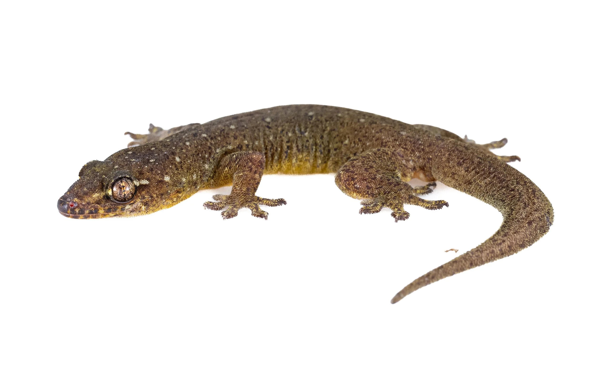 Four-clawed Gecko - Gehyra mutilata
