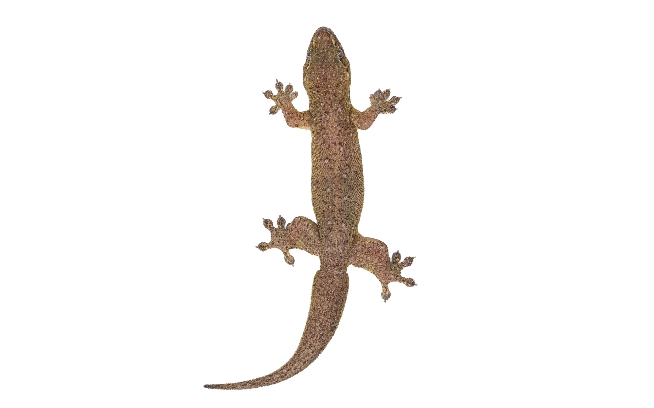 Four-clawed Gecko - Gehyra mutilata