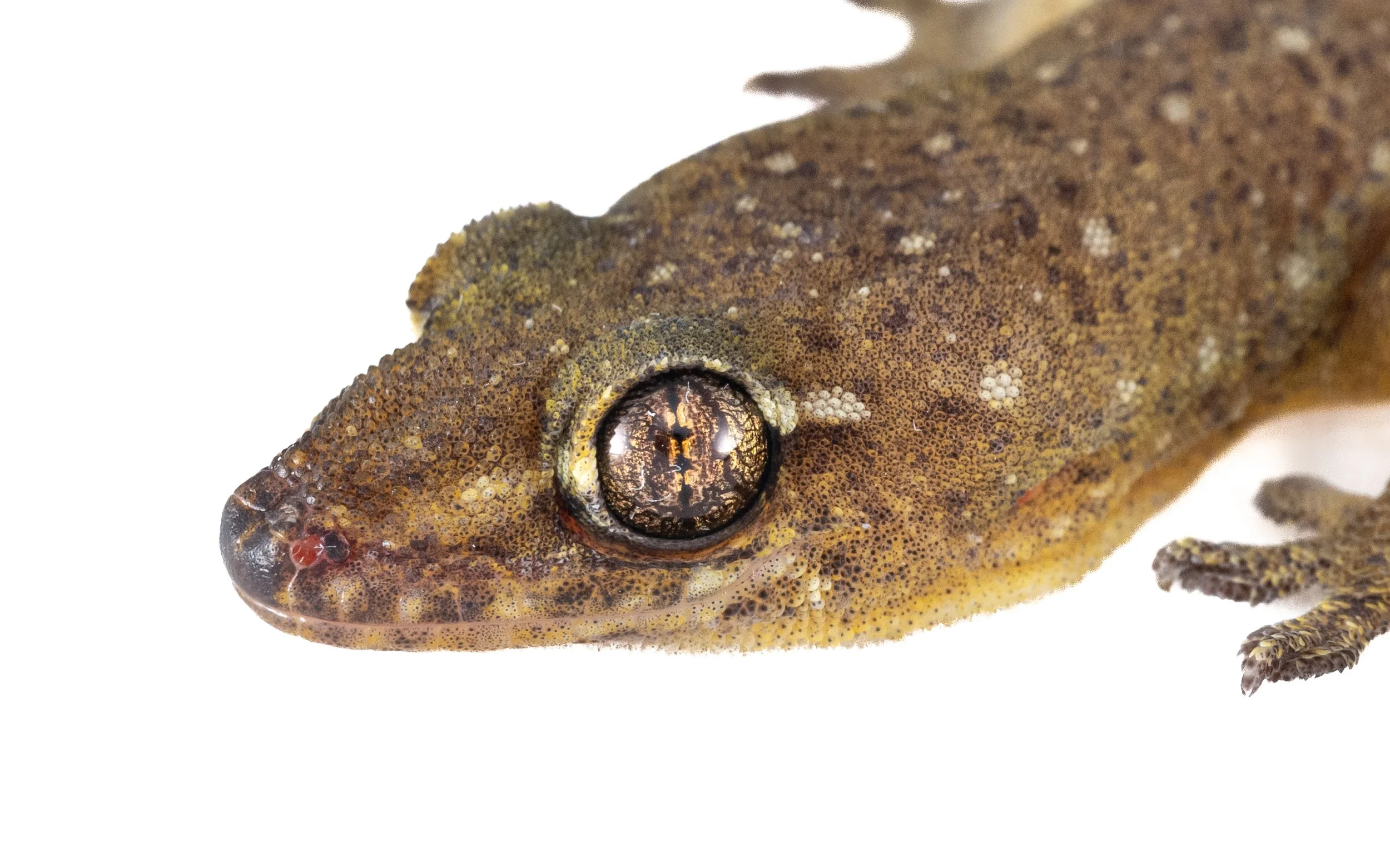 Four-clawed Gecko - Gehyra mutilata
