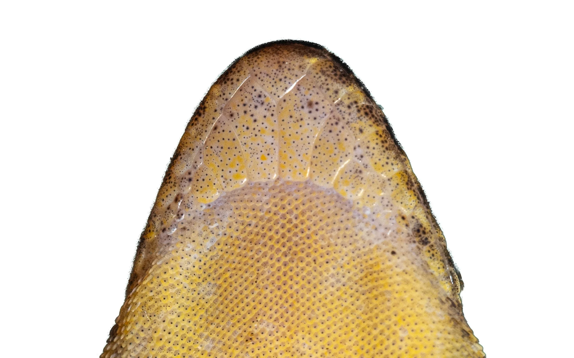 Four-clawed Gecko - Gehyra mutilata