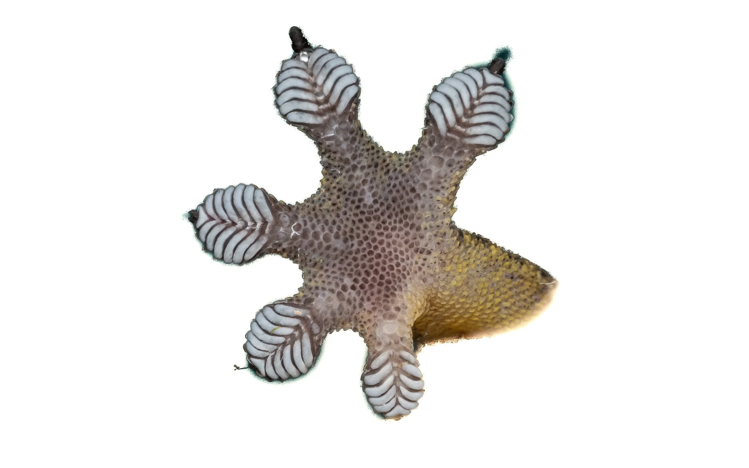 Four-clawed Gecko - Gehyra mutilata