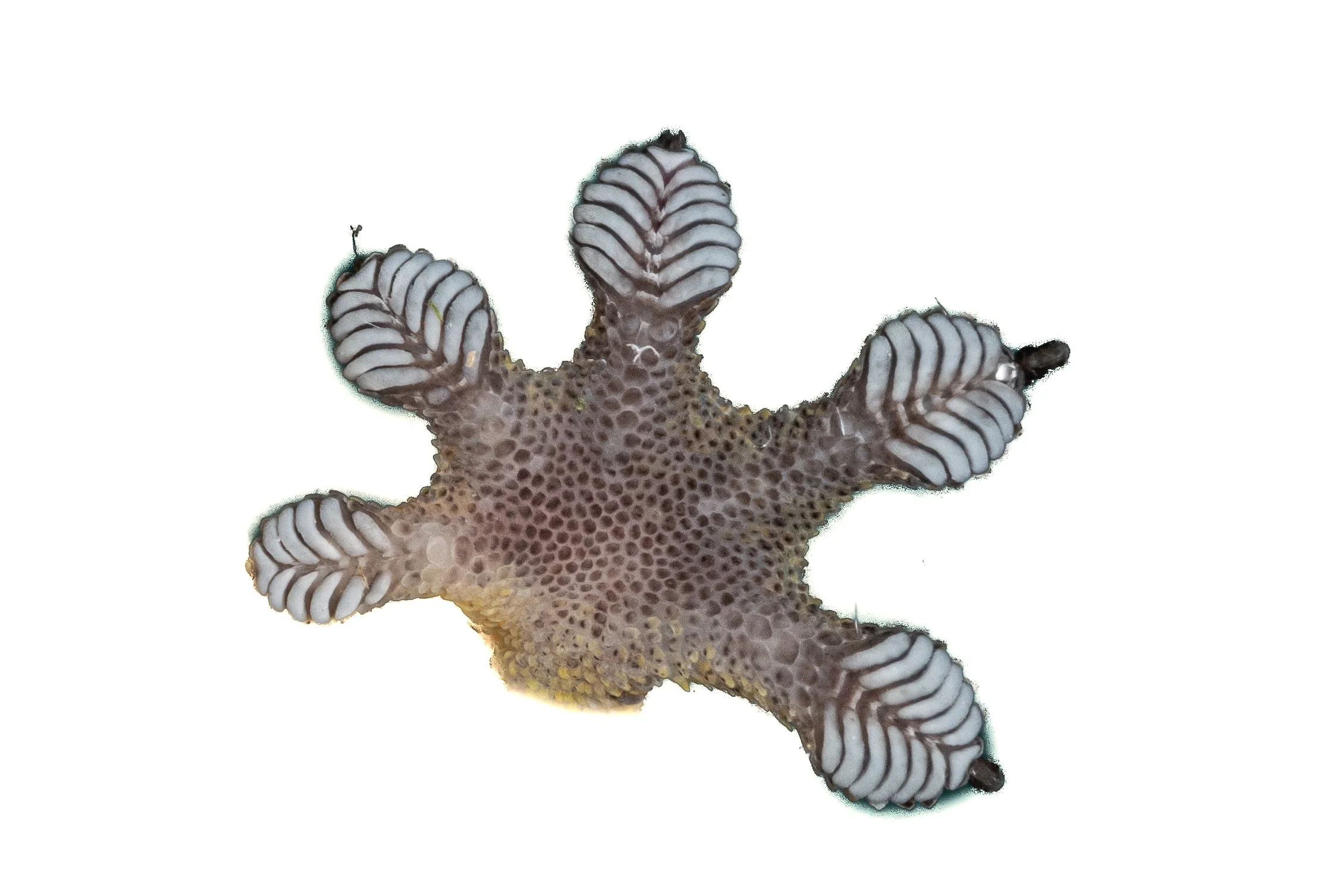Four-clawed Gecko - Gehyra mutilata