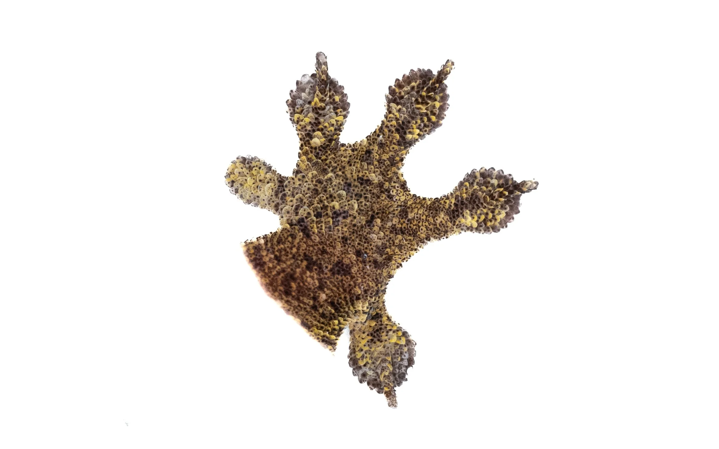 Four-clawed Gecko - Gehyra mutilata