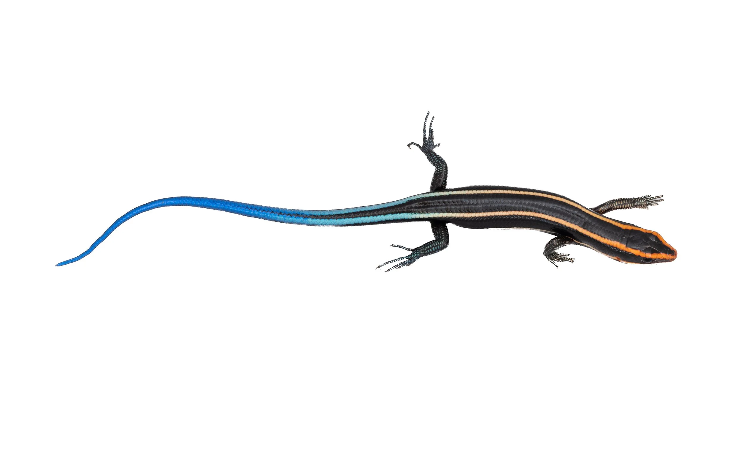 Four-lined Blue-tailed Skink - Plestiodon quadrilineatus