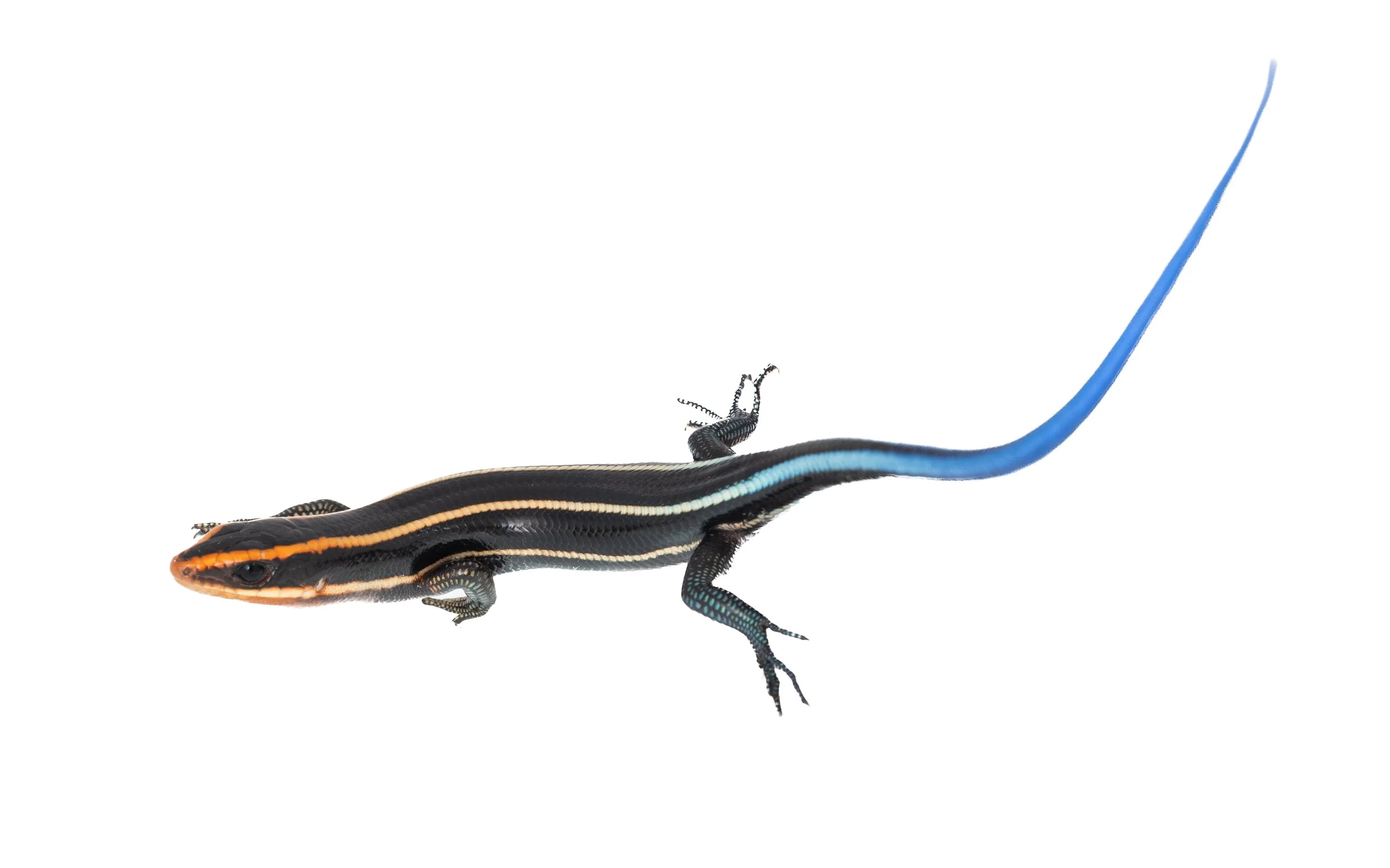 Four-lined Blue-tailed Skink - Plestiodon quadrilineatus