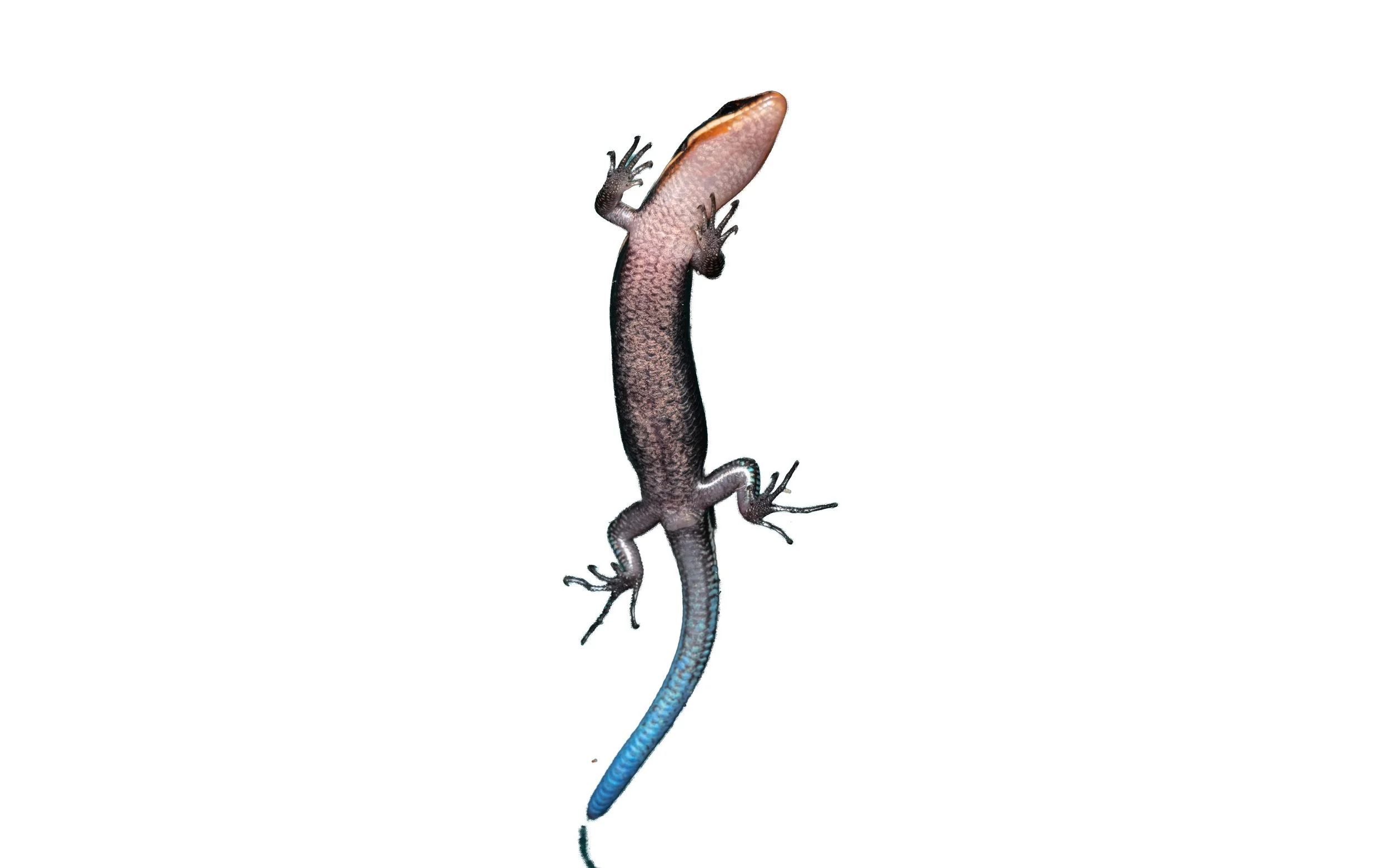 Four-lined Blue-tailed Skink - Plestiodon quadrilineatus