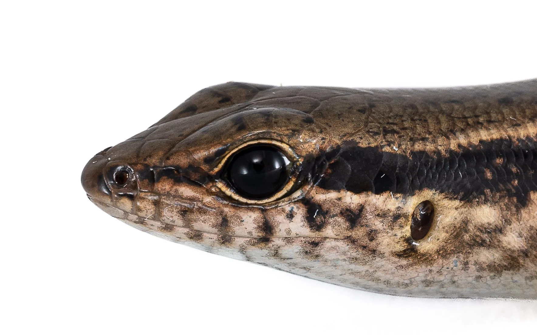 Indian Forest Skink - Sphenomorphus indicus