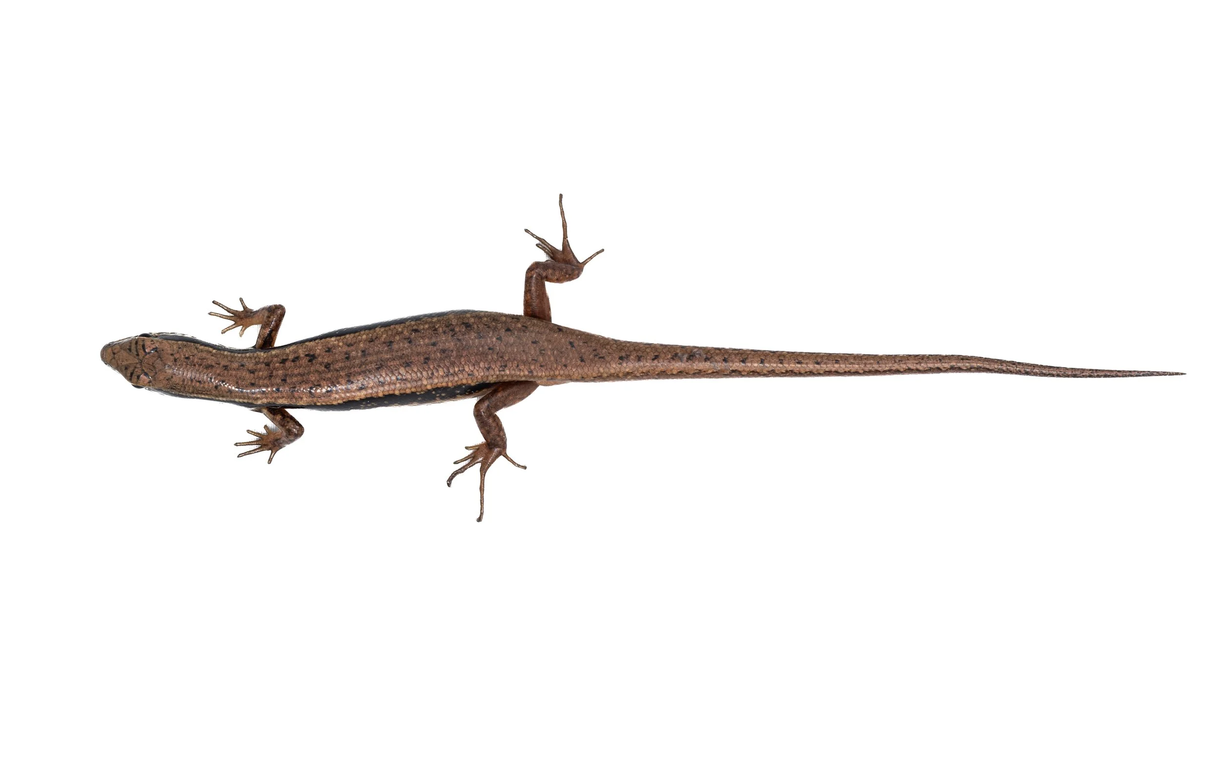 Indian Forest Skink - Sphenomorphus indicus
