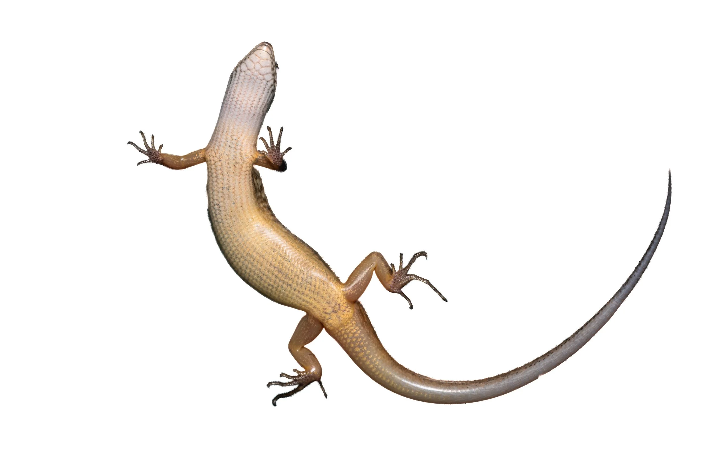 Indian Forest Skink - Sphenomorphus indicus