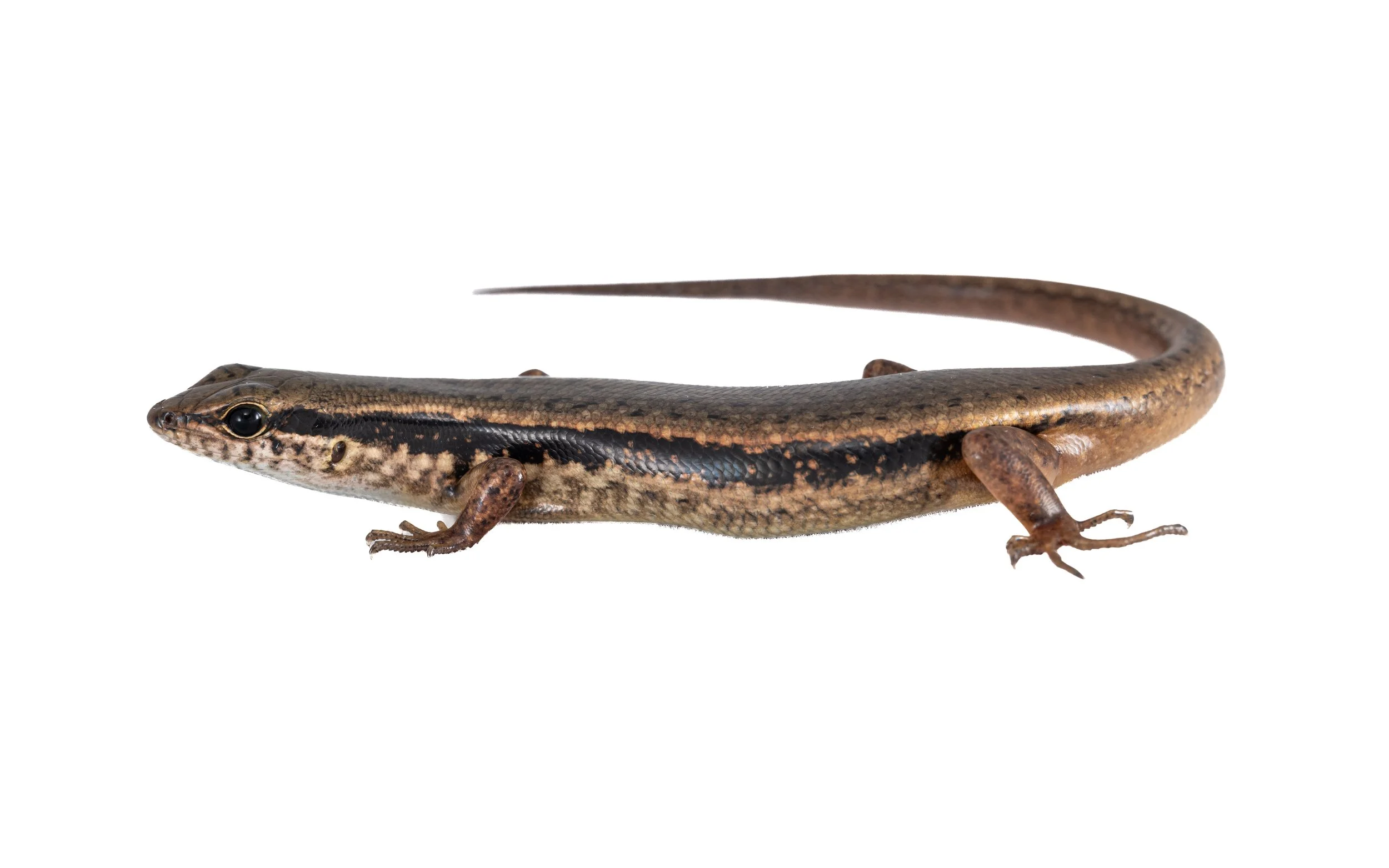 Indian Forest Skink - Sphenomorphus indicus