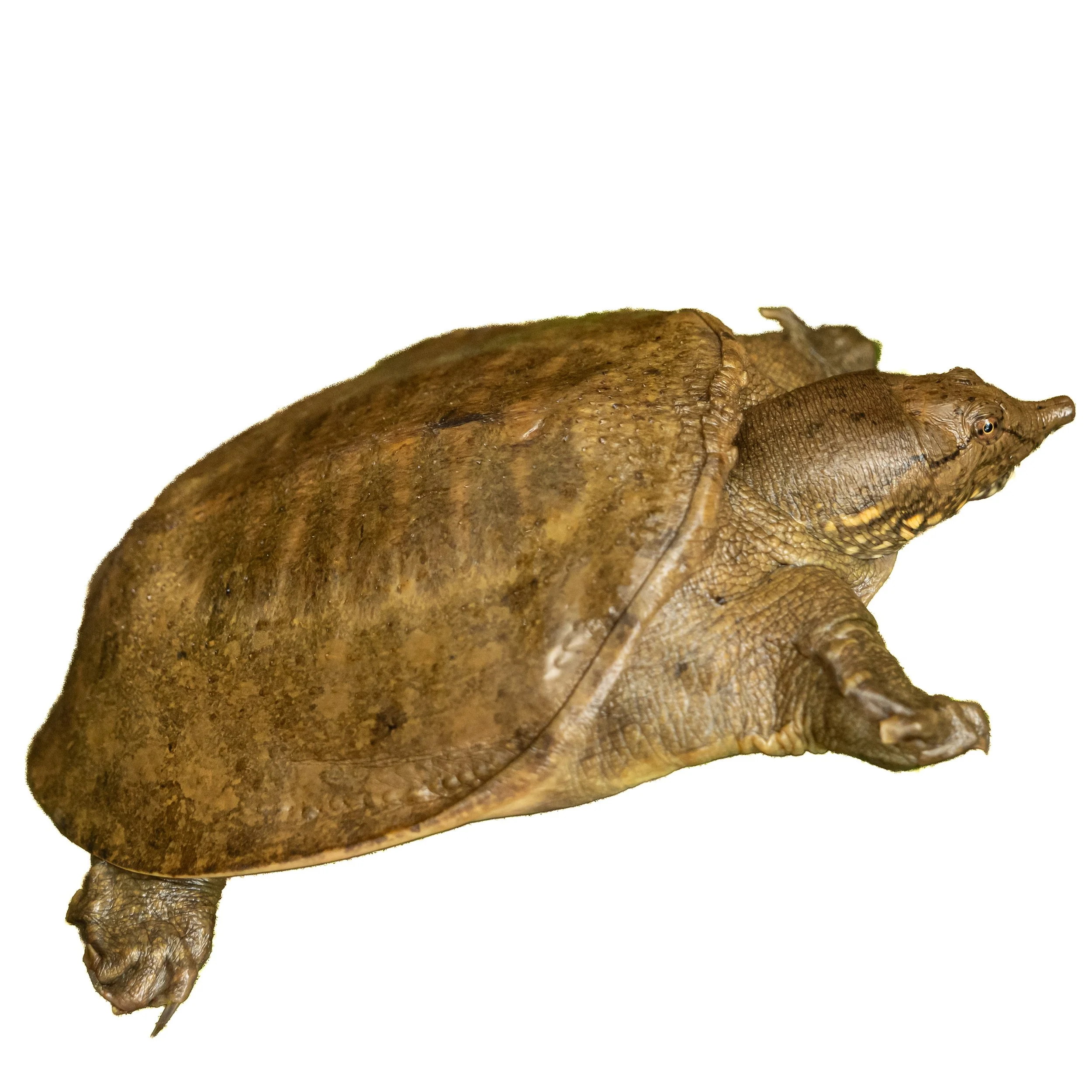 CHINESE SOFTSHELL TURTLE