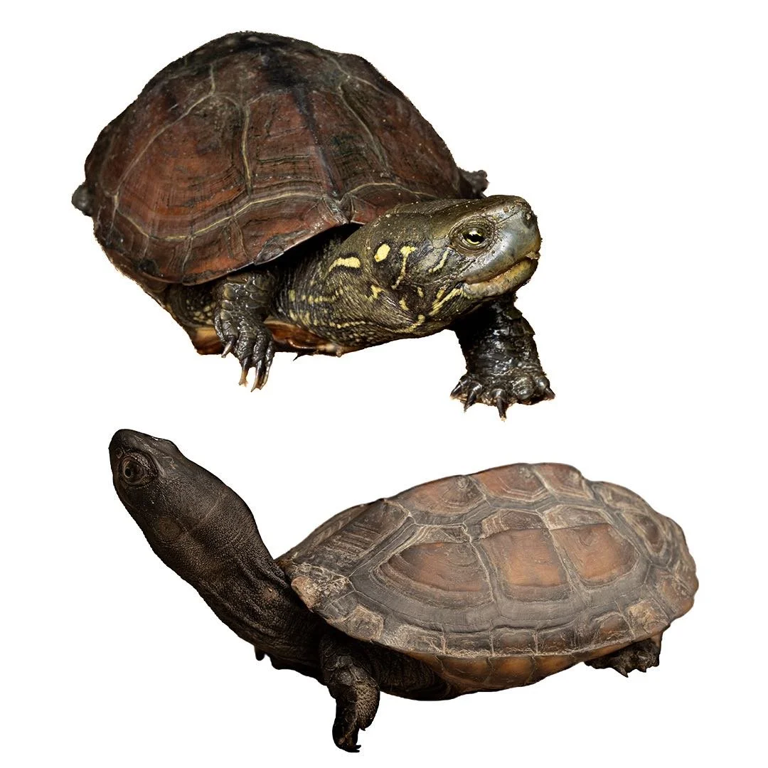 REEVES TERRAPIN