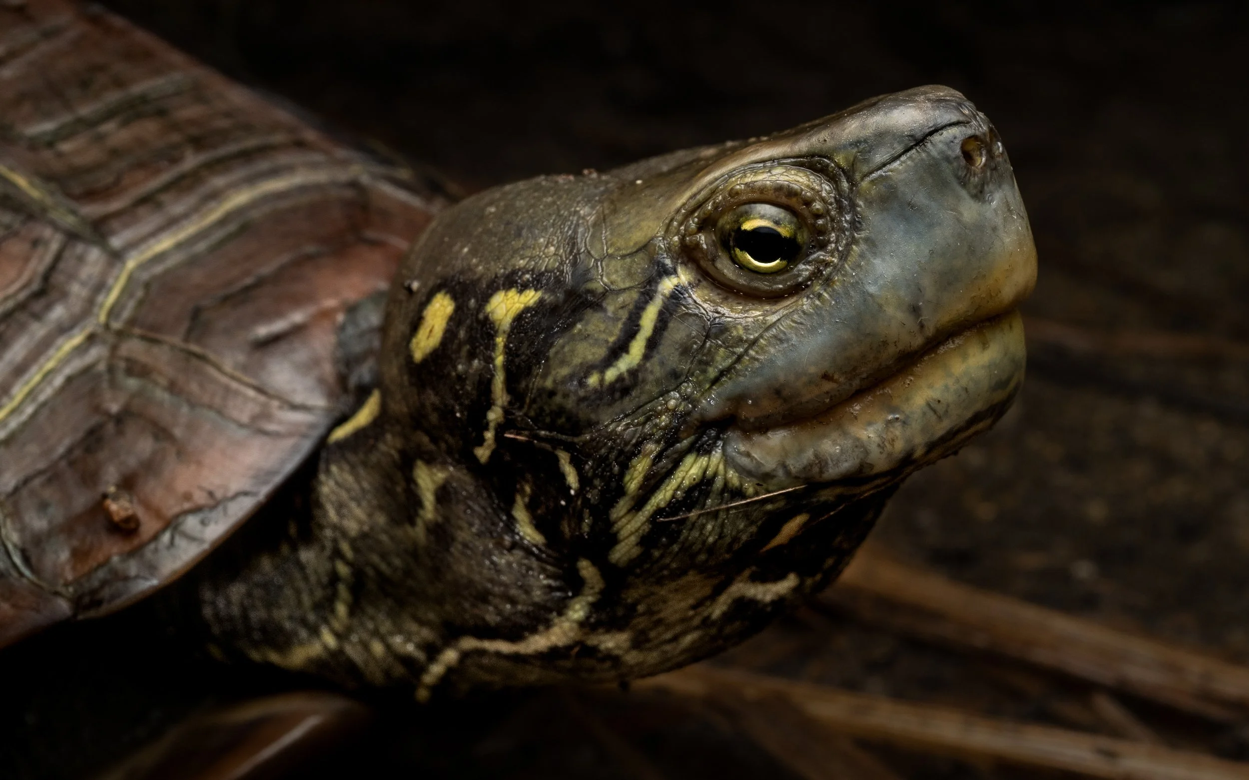 Reeves' Terrapin - Mauremys reevesii