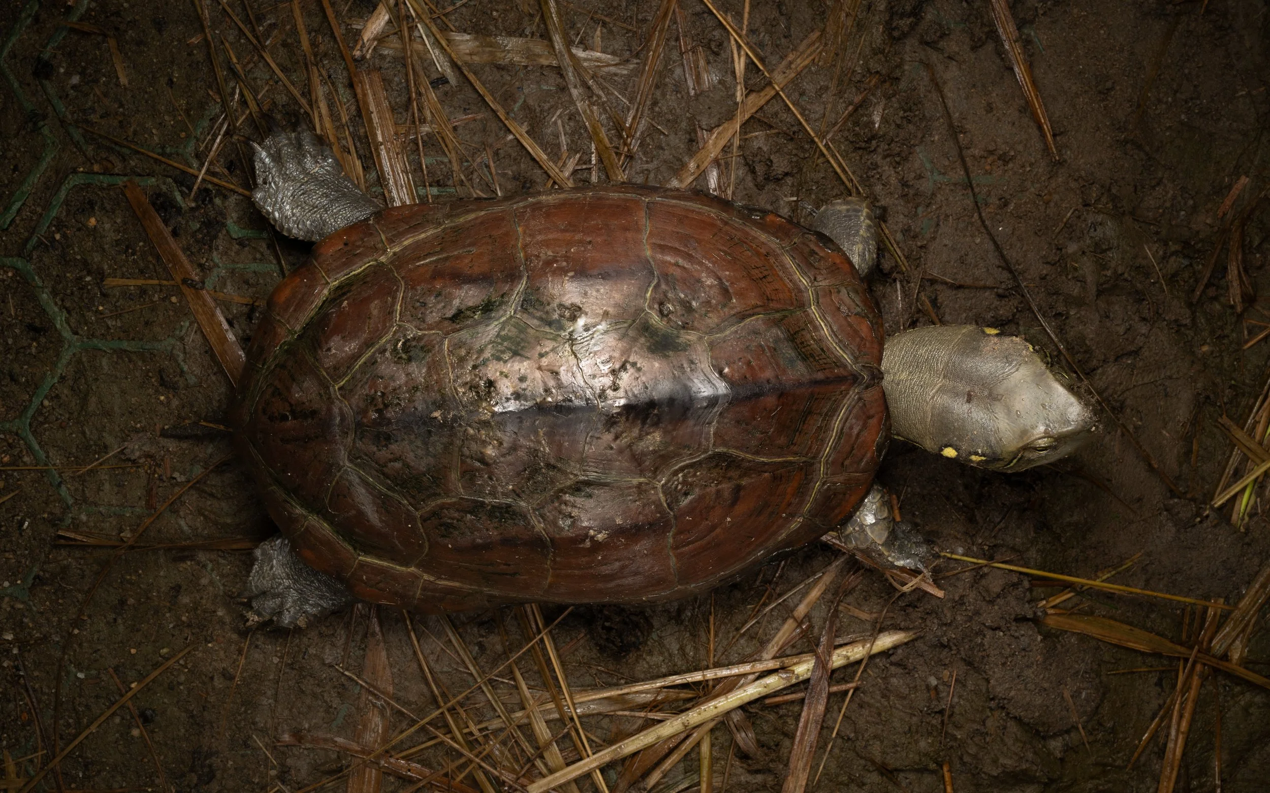 Reeves' Terrapin - Mauremys reevesii