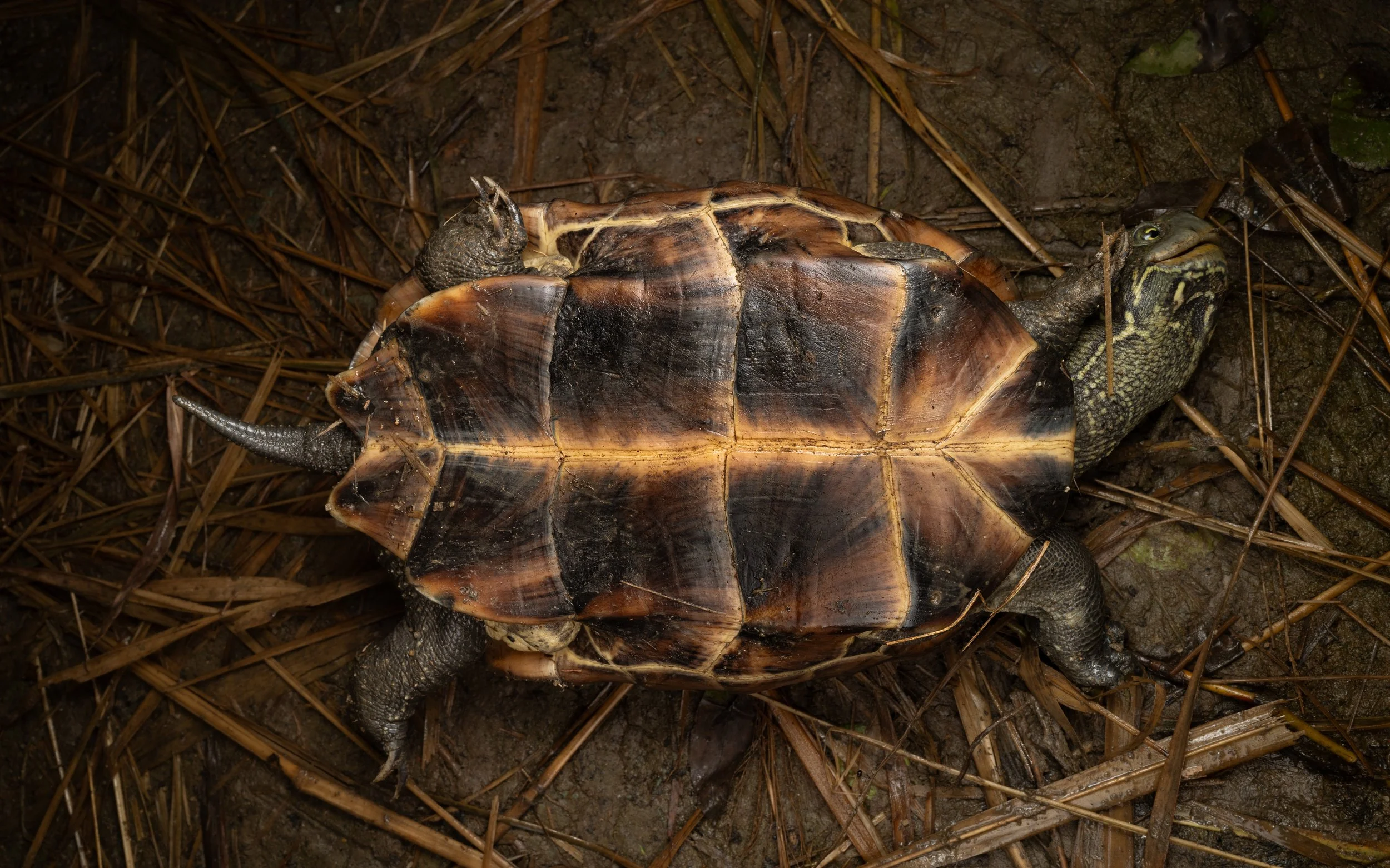 Reeves' Terrapin - Mauremys reevesii
