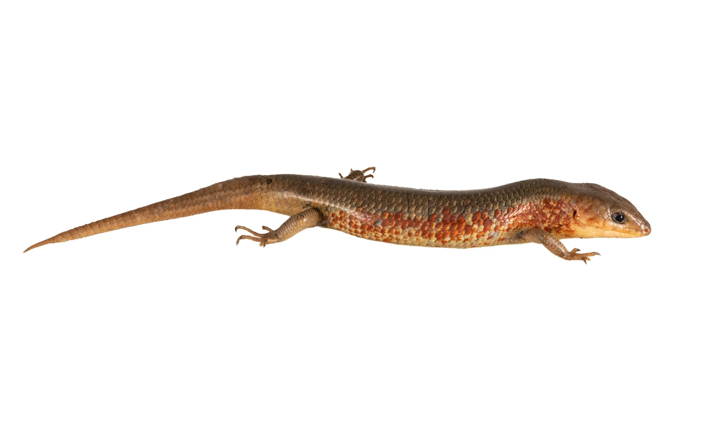 Chinese Skink - Plestiodon chinensis