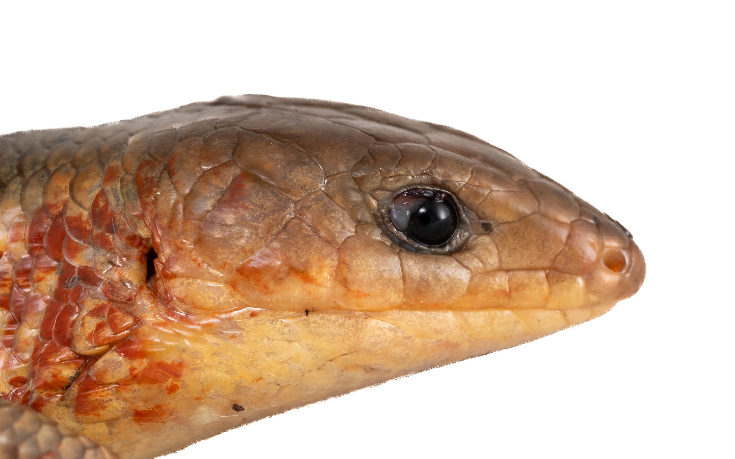 Chinese Skink - Plestiodon chinensis