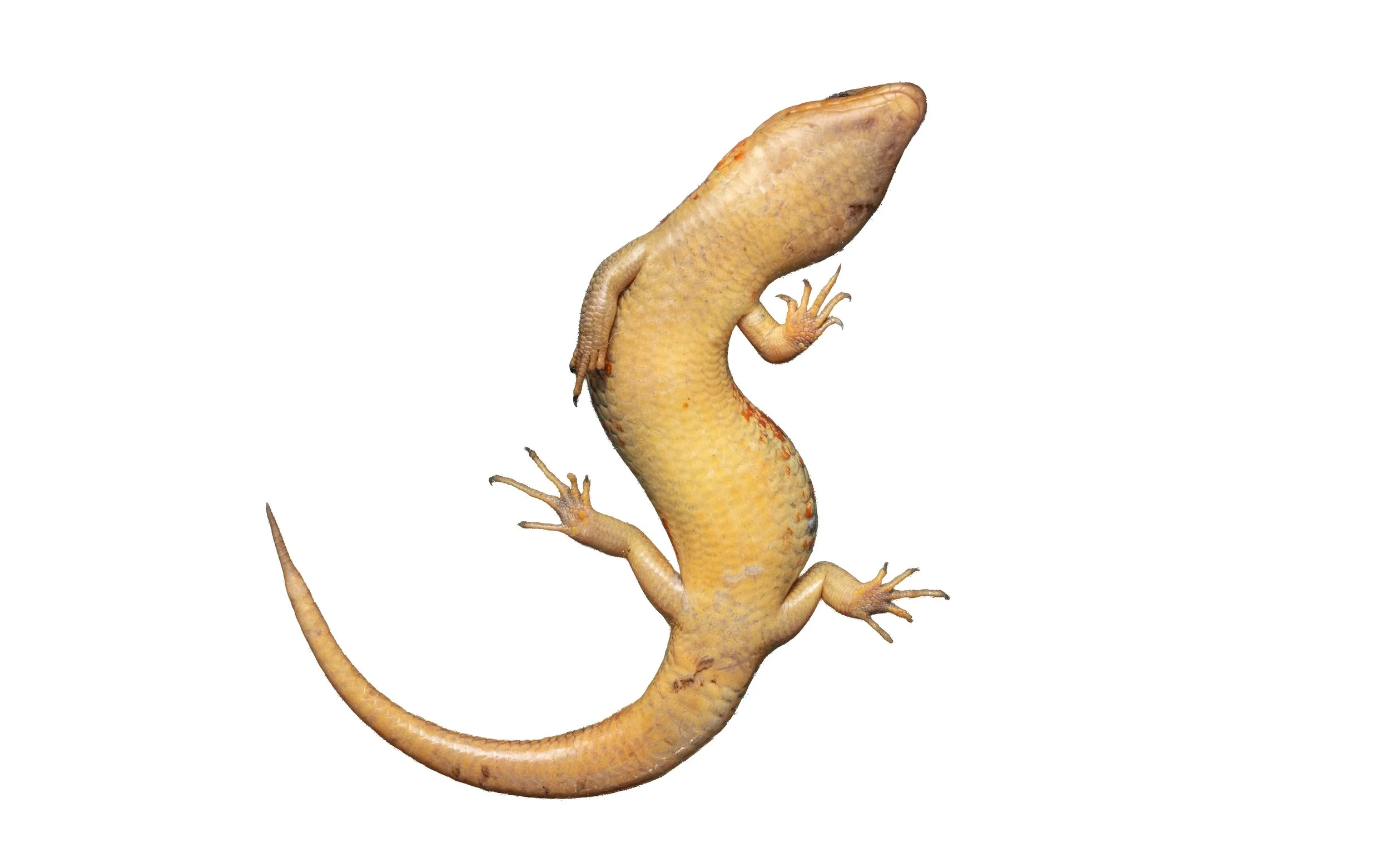 Chinese Skink - Plestiodon chinensis