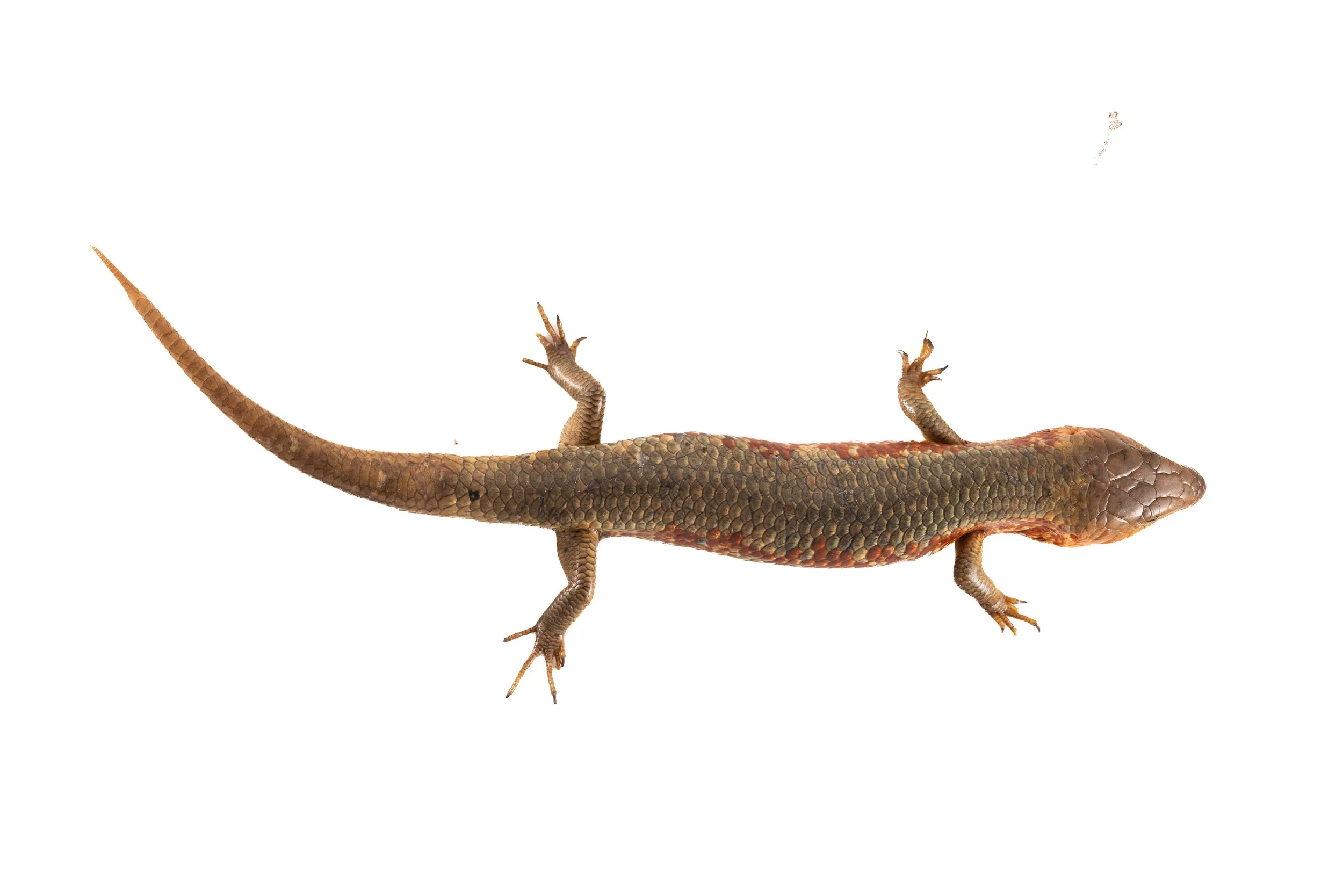 Chinese Skink - Plestiodon chinensis