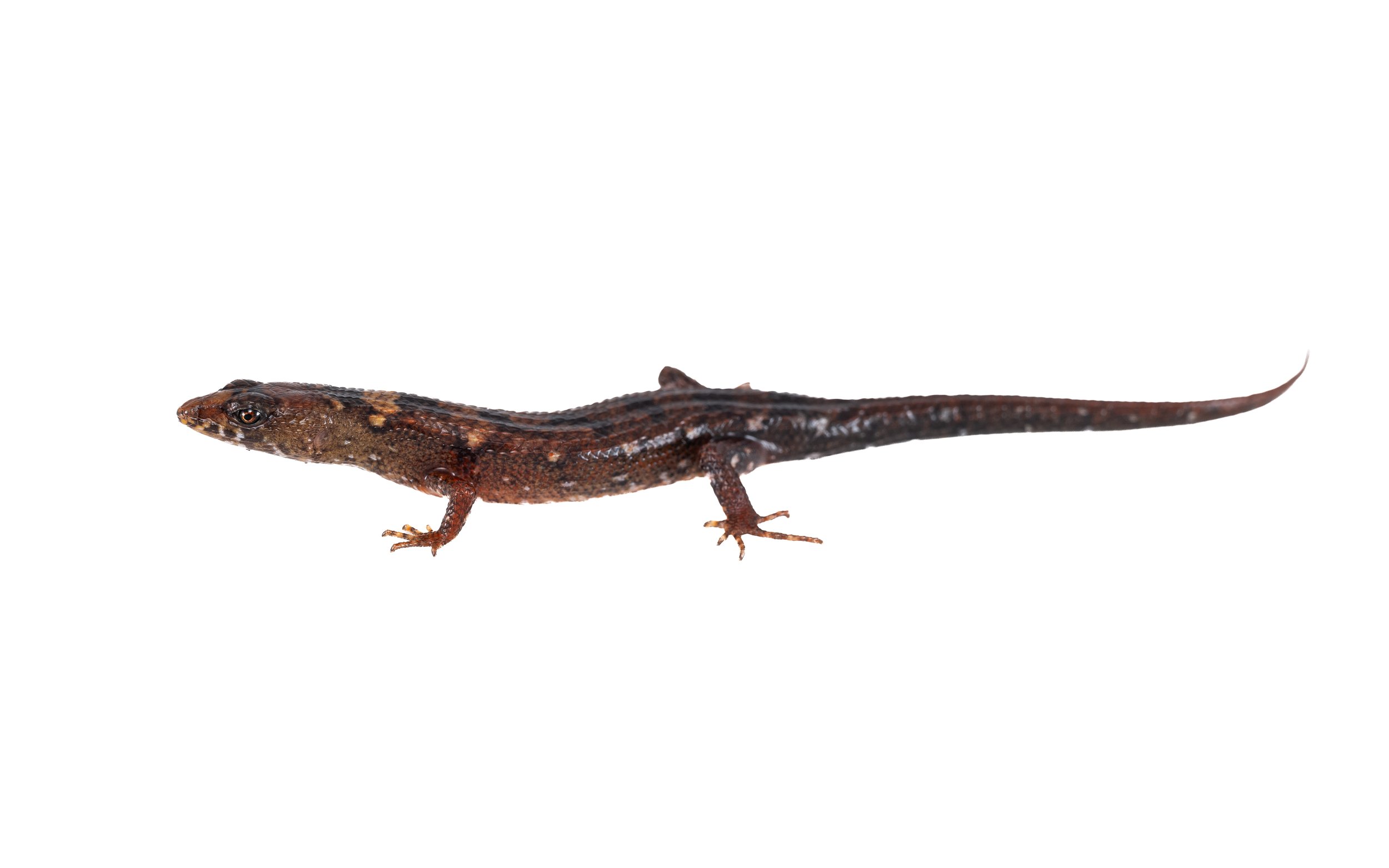 Chinese water-side skink - Tropidophoprus sinicus