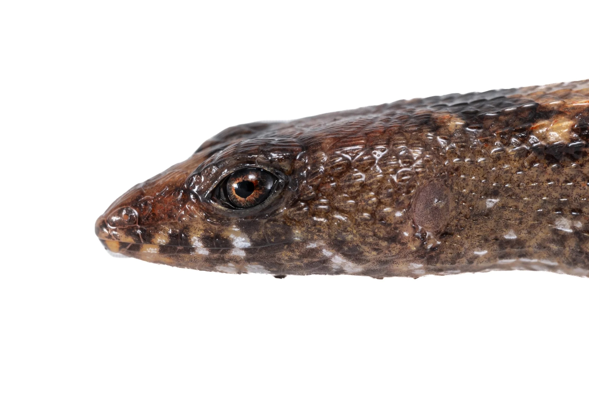 Chinese water-side skink - Tropidophoprus sinicus