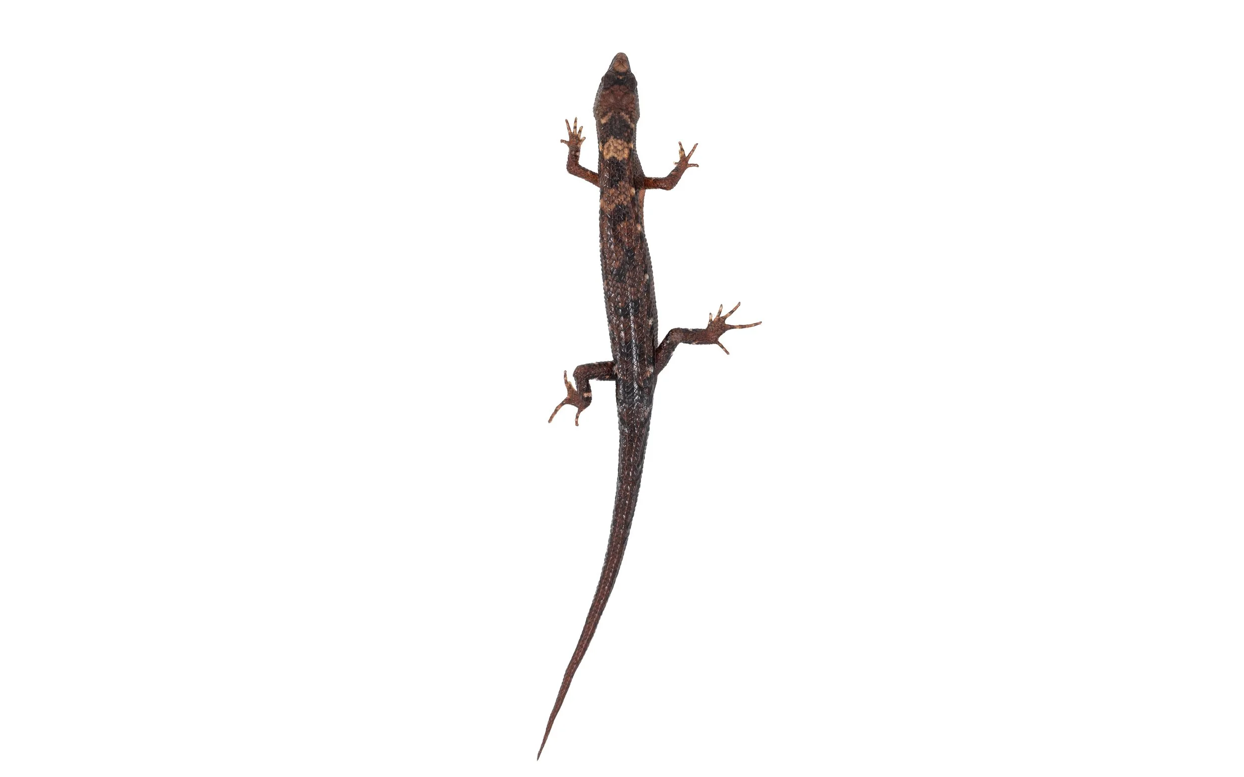 Chinese water-side skink - Tropidophoprus sinicus