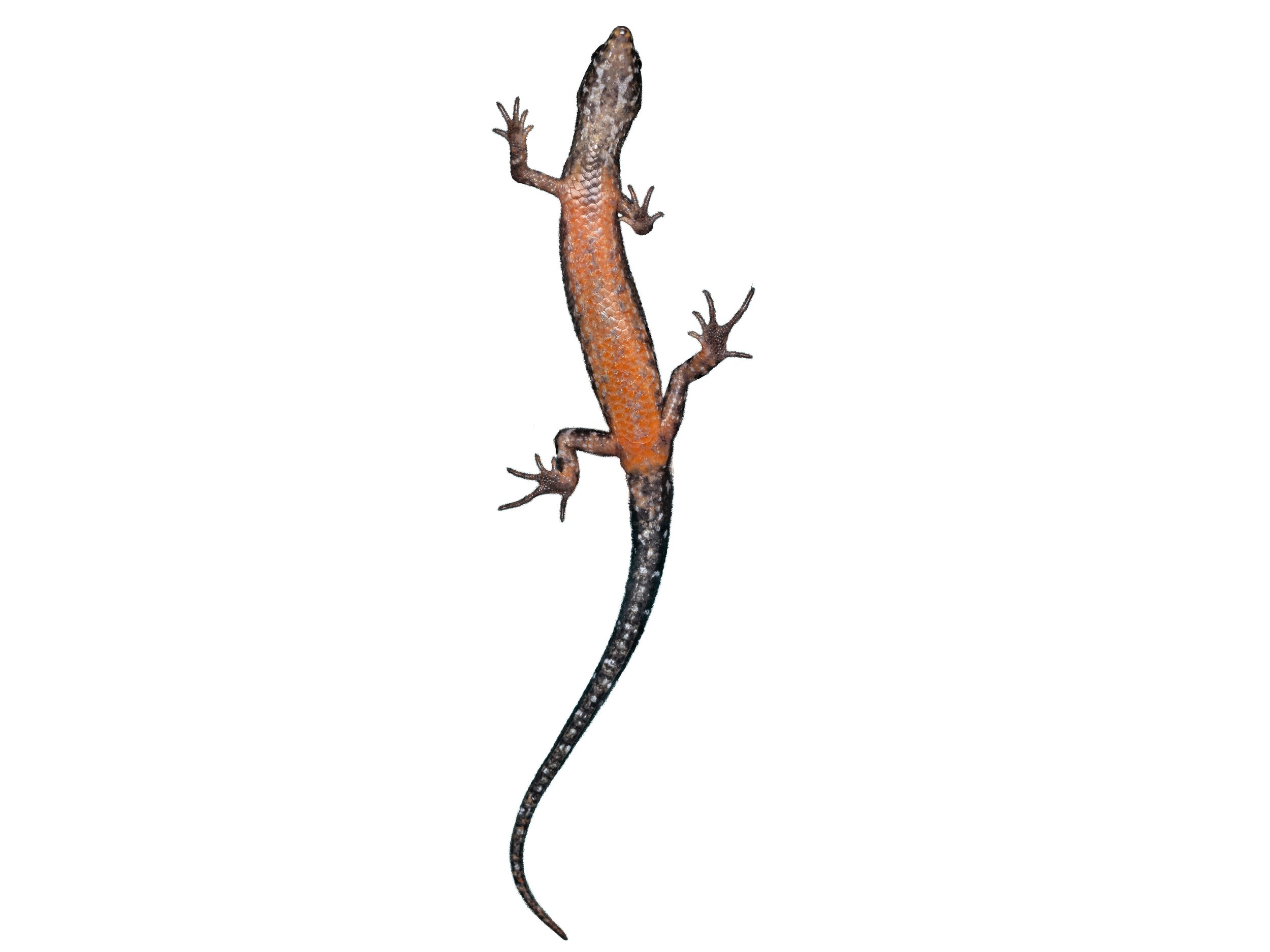 Chinese water-side skink - Tropidophoprus sinicus