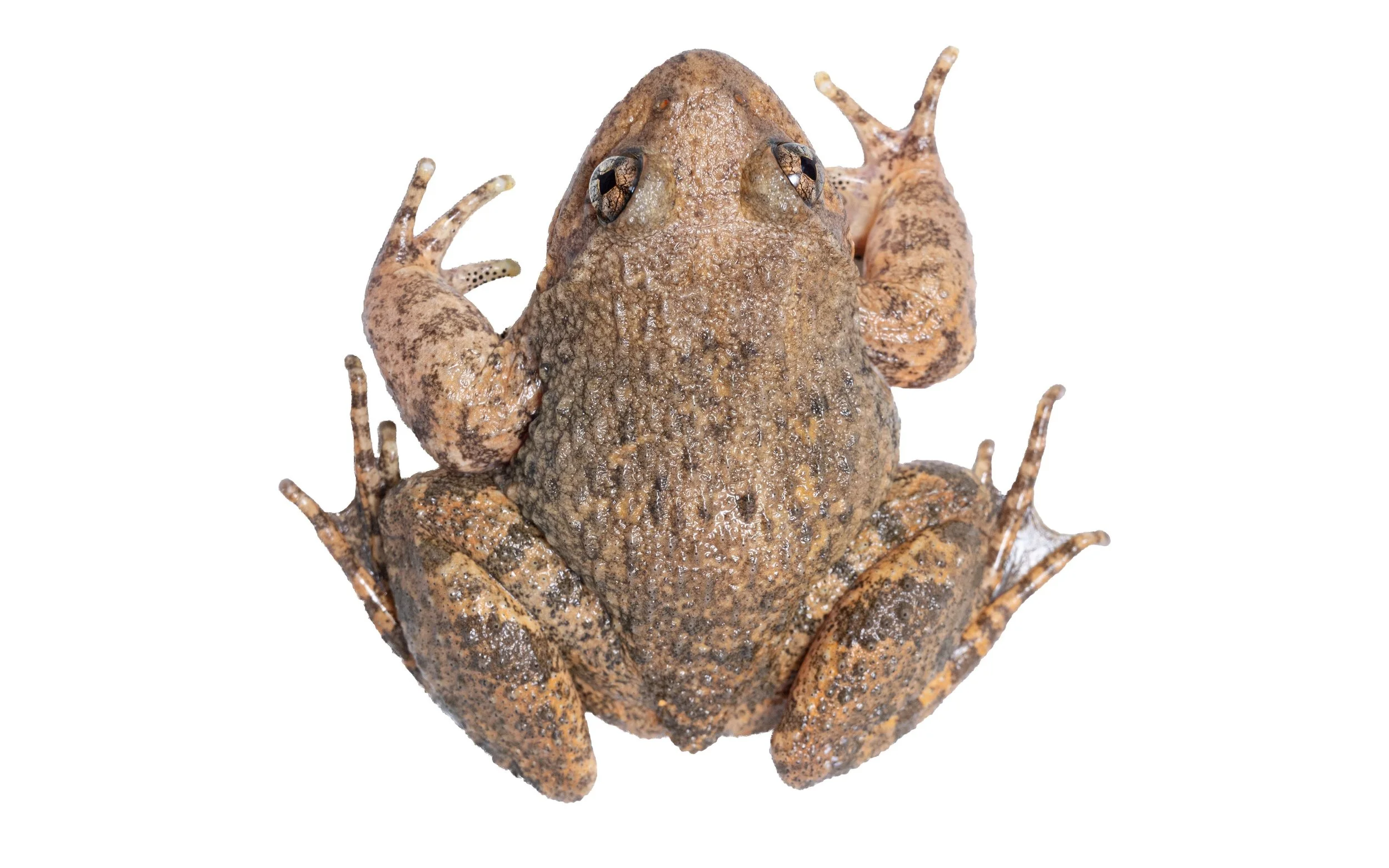 Lesser-spiny frog - Quasipaa exsilispinosa