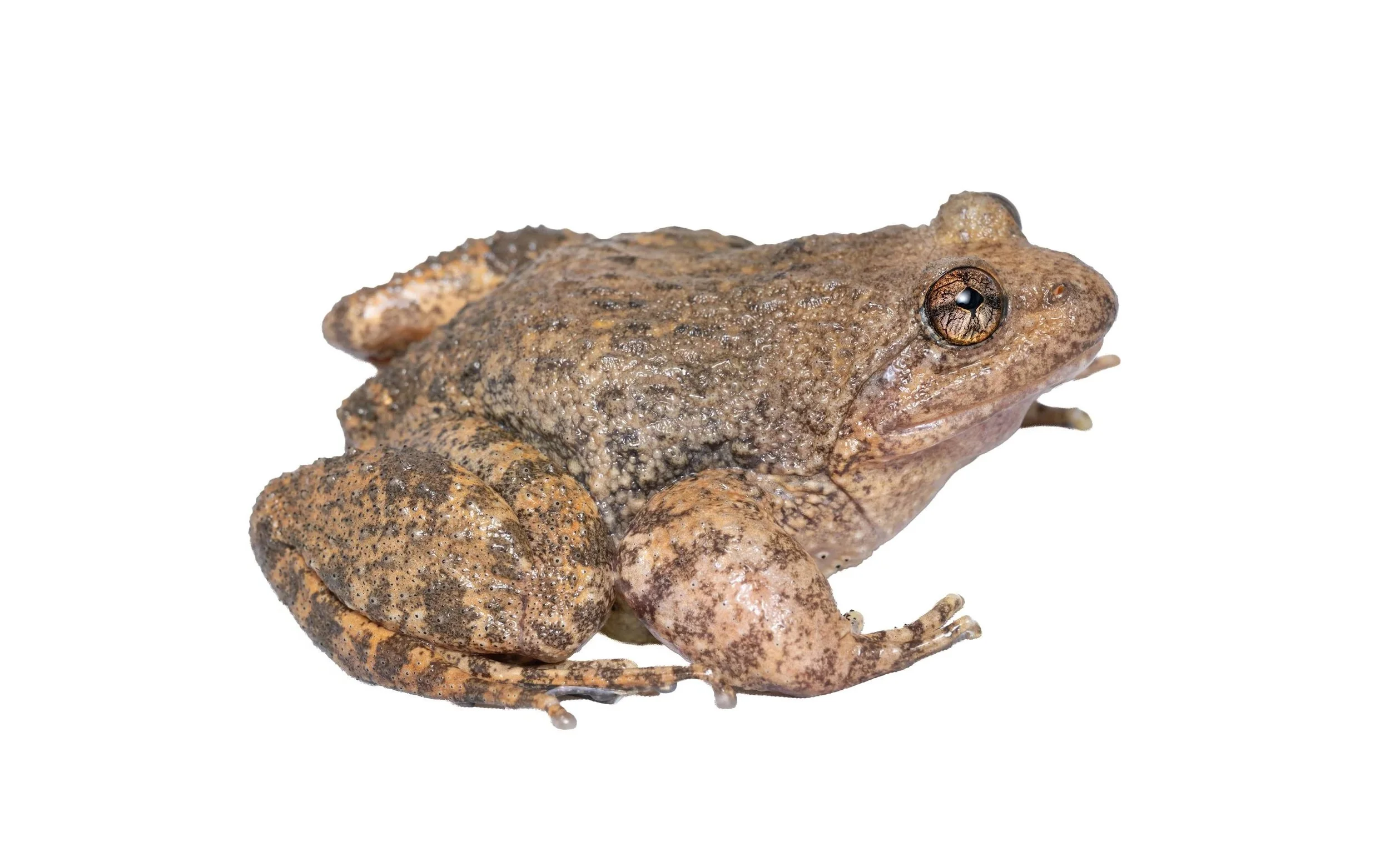 Lesser-spiny frog - Quasipaa exsilispinosa