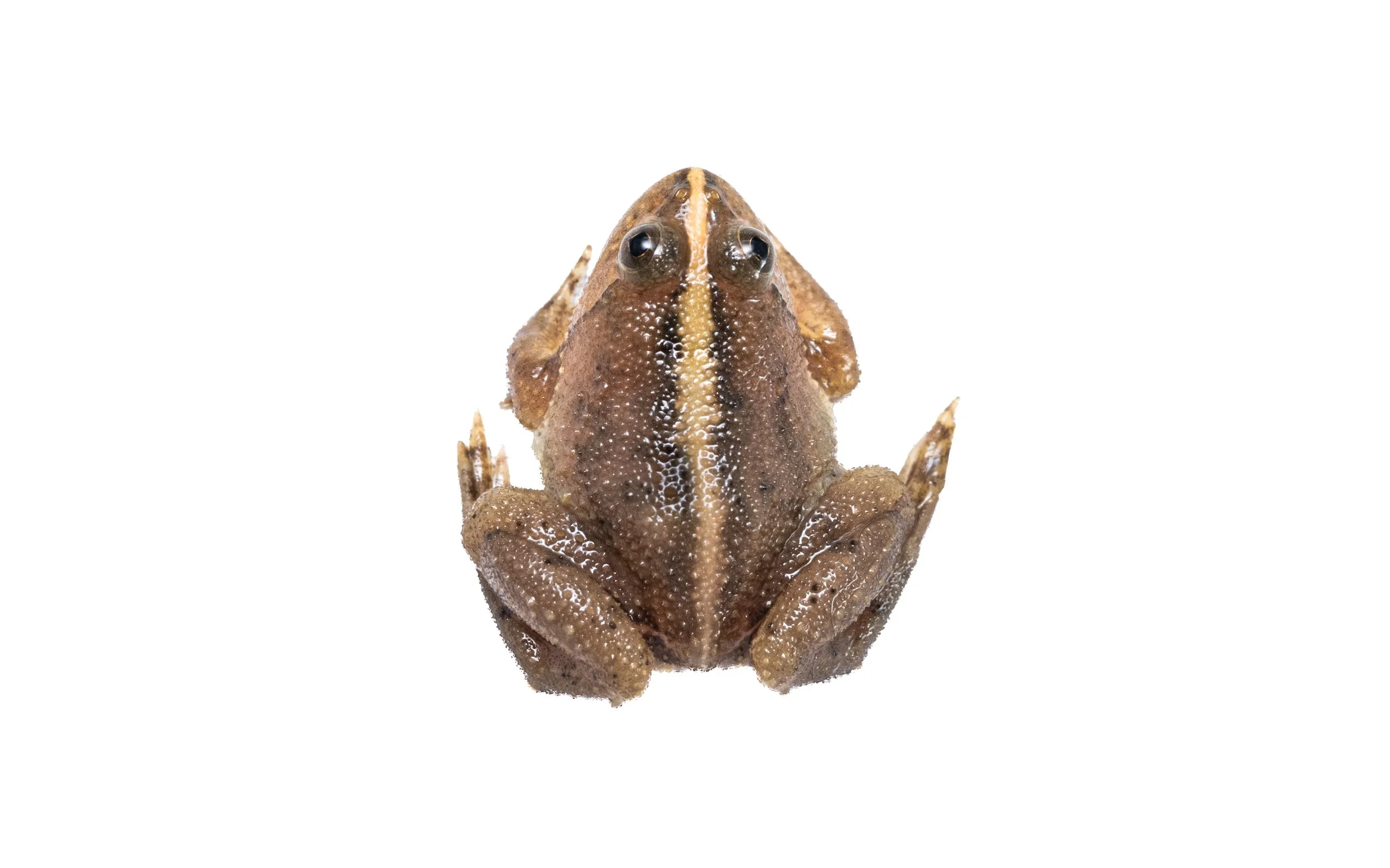 Floating Frog - Occidozyga lima