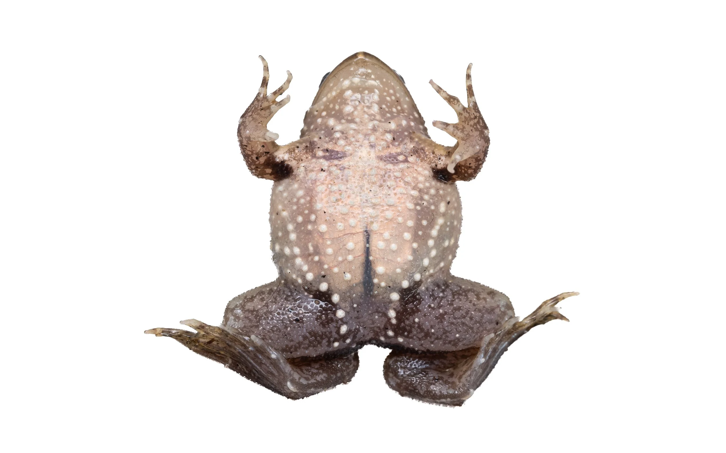 Floating Frog - Occidozyga lima