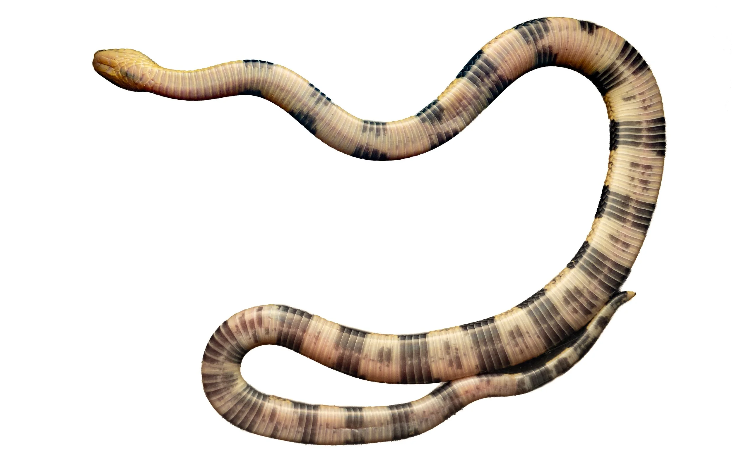 Banded Krait - Bungarus fasciatus