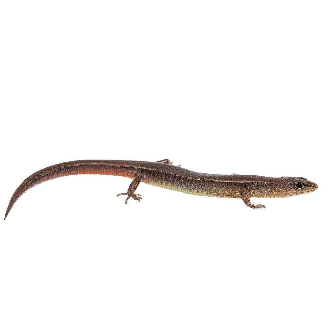 SLENDER FOREST SKINK