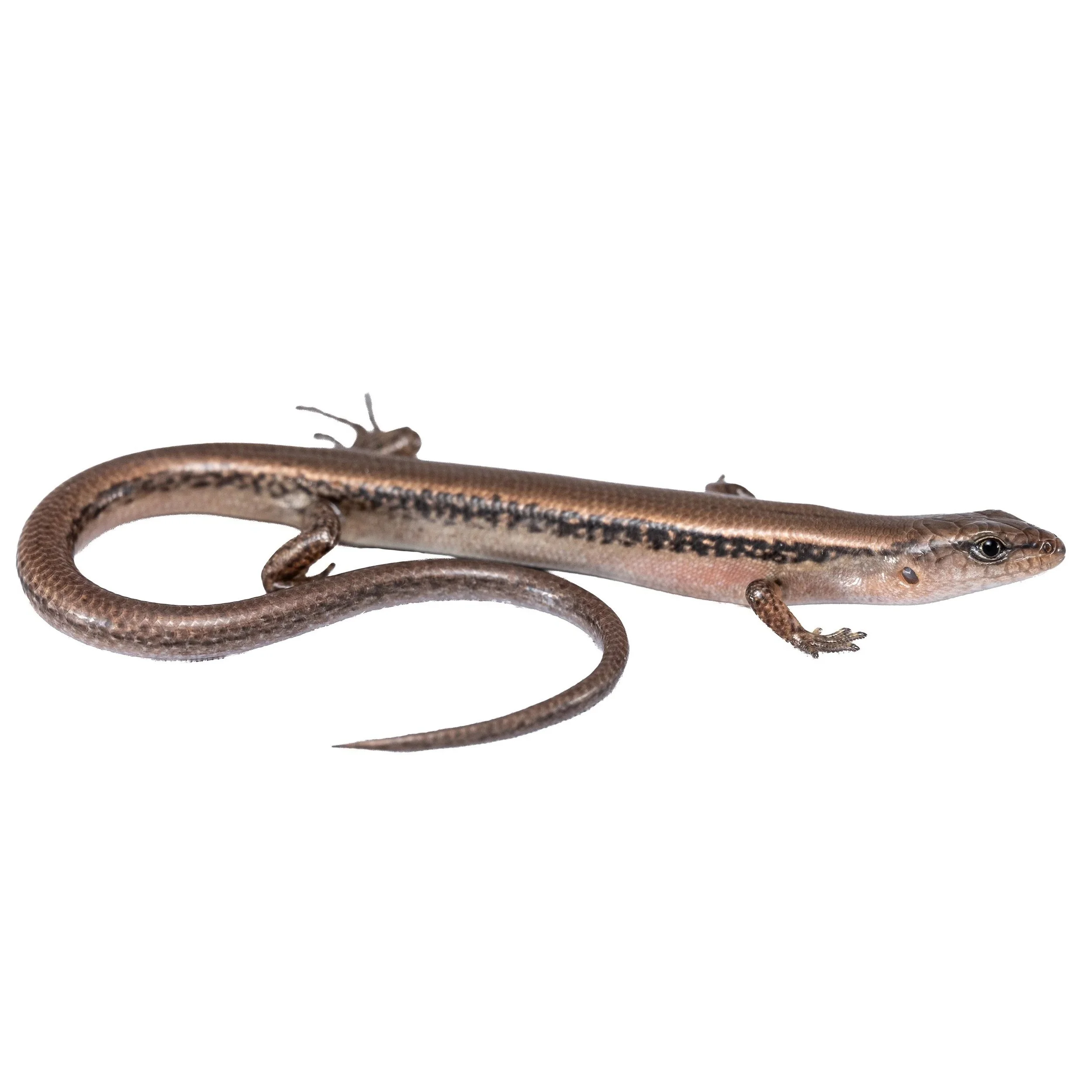 REEVES SMOOTH FOREST SKINK