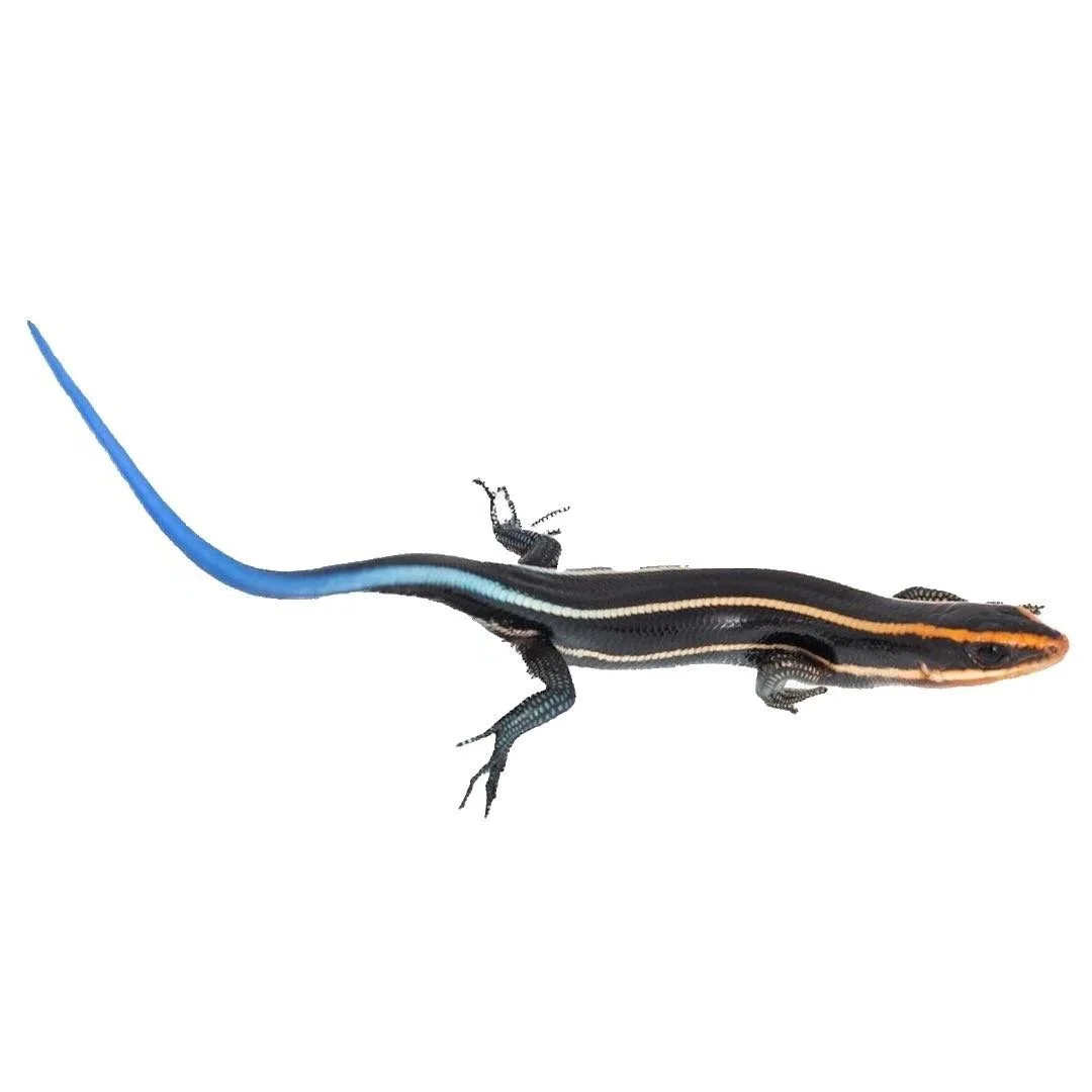 FOUR-LINED BLUE TAIL SKINK