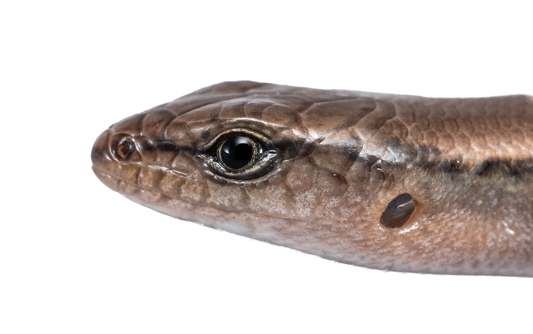 Reeves Smooth Forest Skink - Scincella reevesii