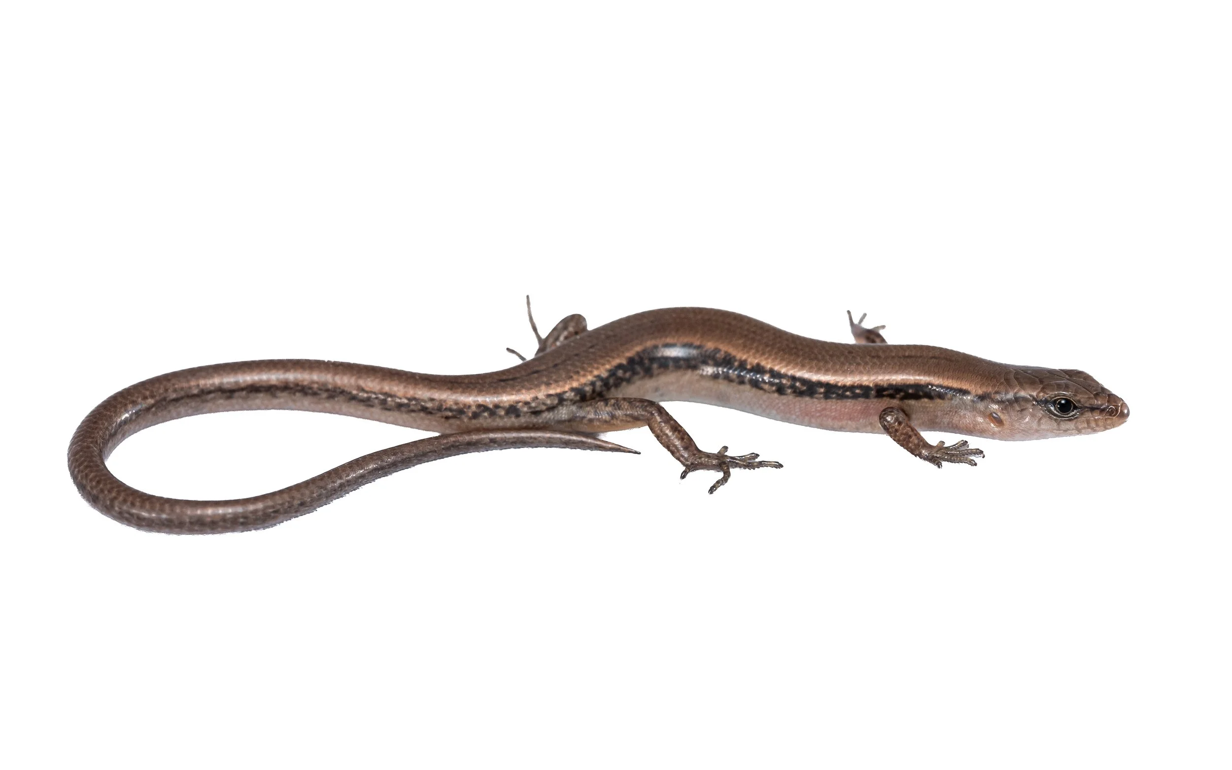 Reeves Smooth Forest Skink - Scincella reevesii