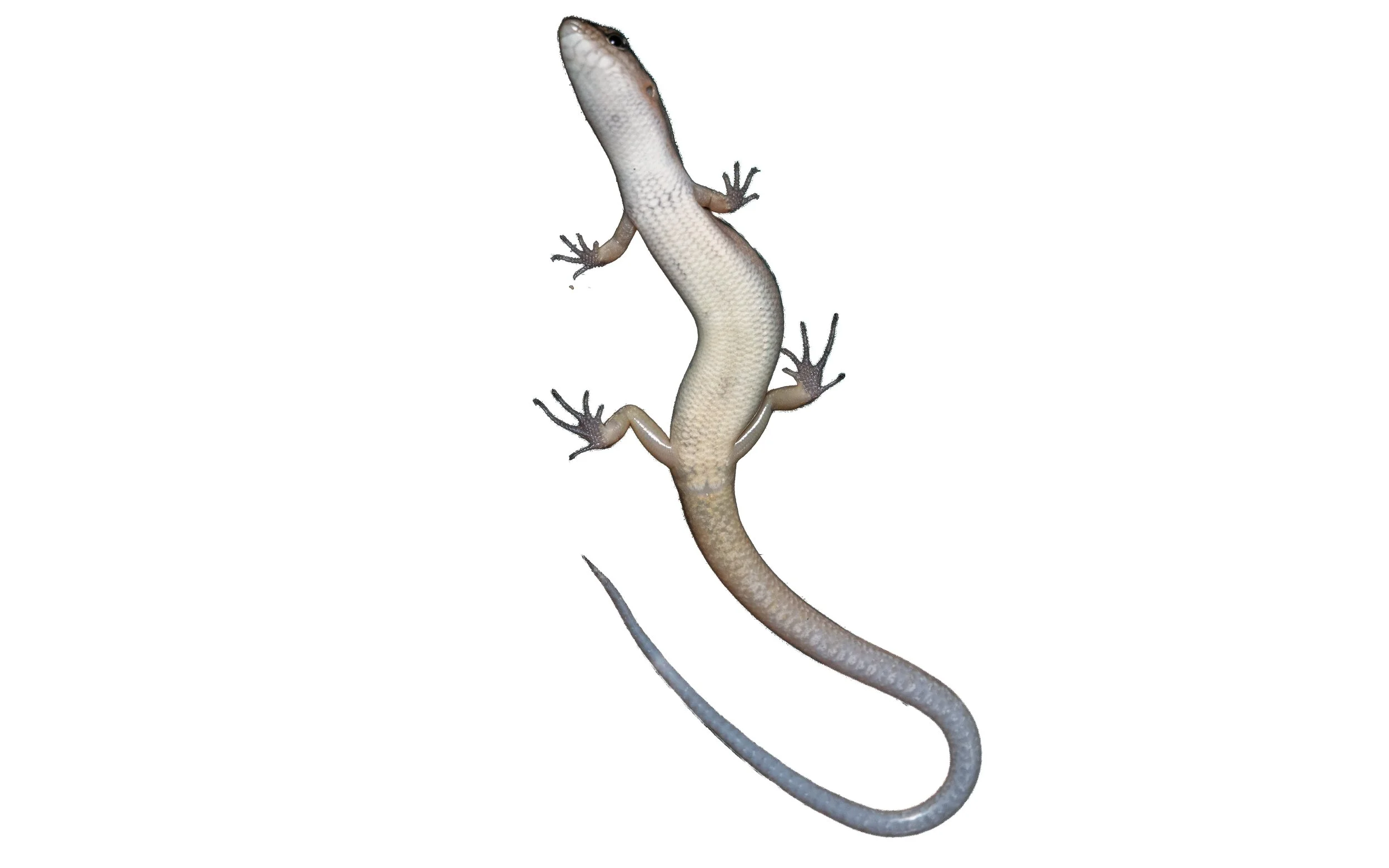 Reeves Smooth Forest Skink - Scincella reevesii